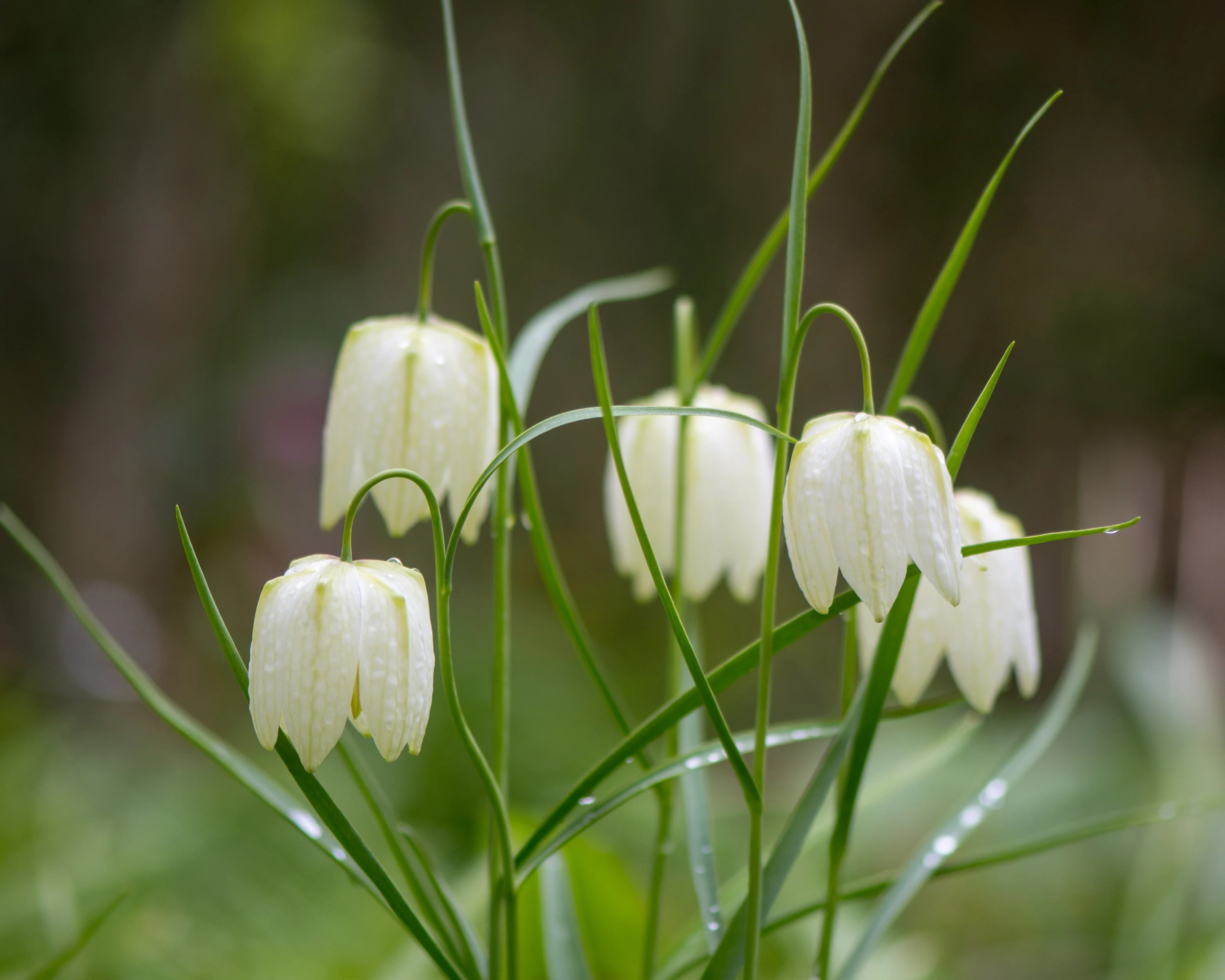 Fritillaria meleagris 'Alba' - Image 7
