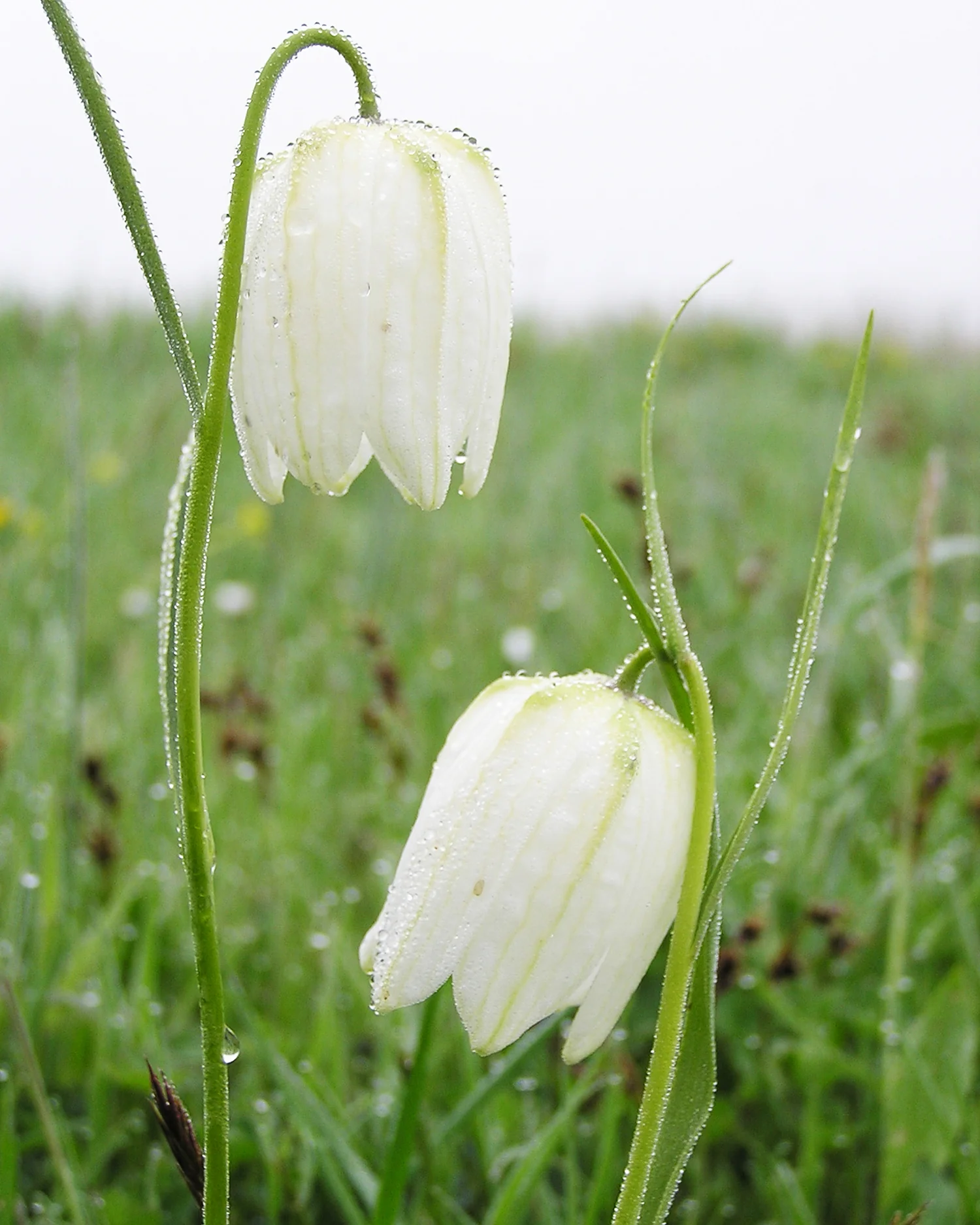 Fritillaria meleagris 'Alba' - Image 9