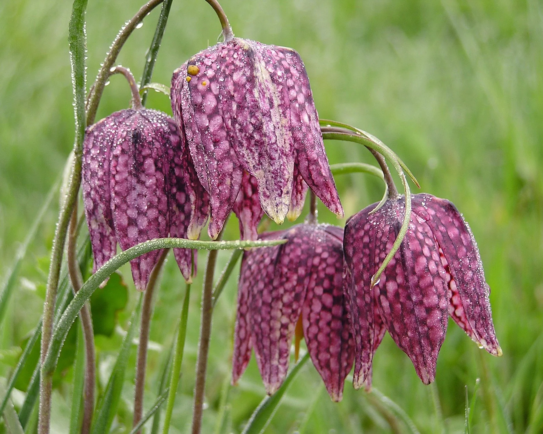 Fritillaria meleagris 'Mix' - Image 4
