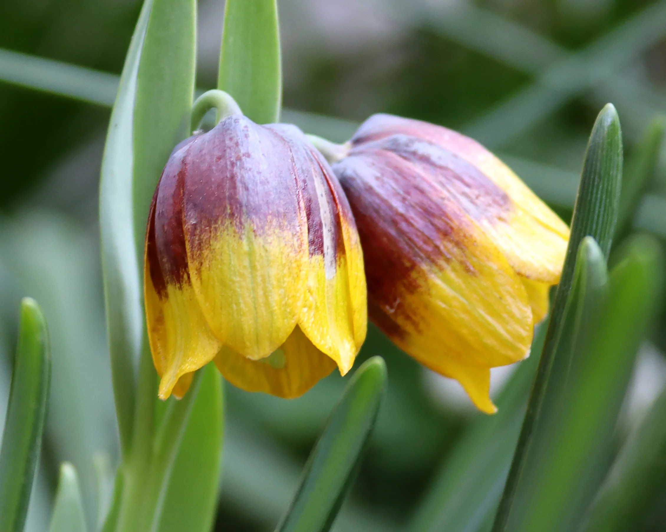 Fritillaria michailovskyi - Image 3