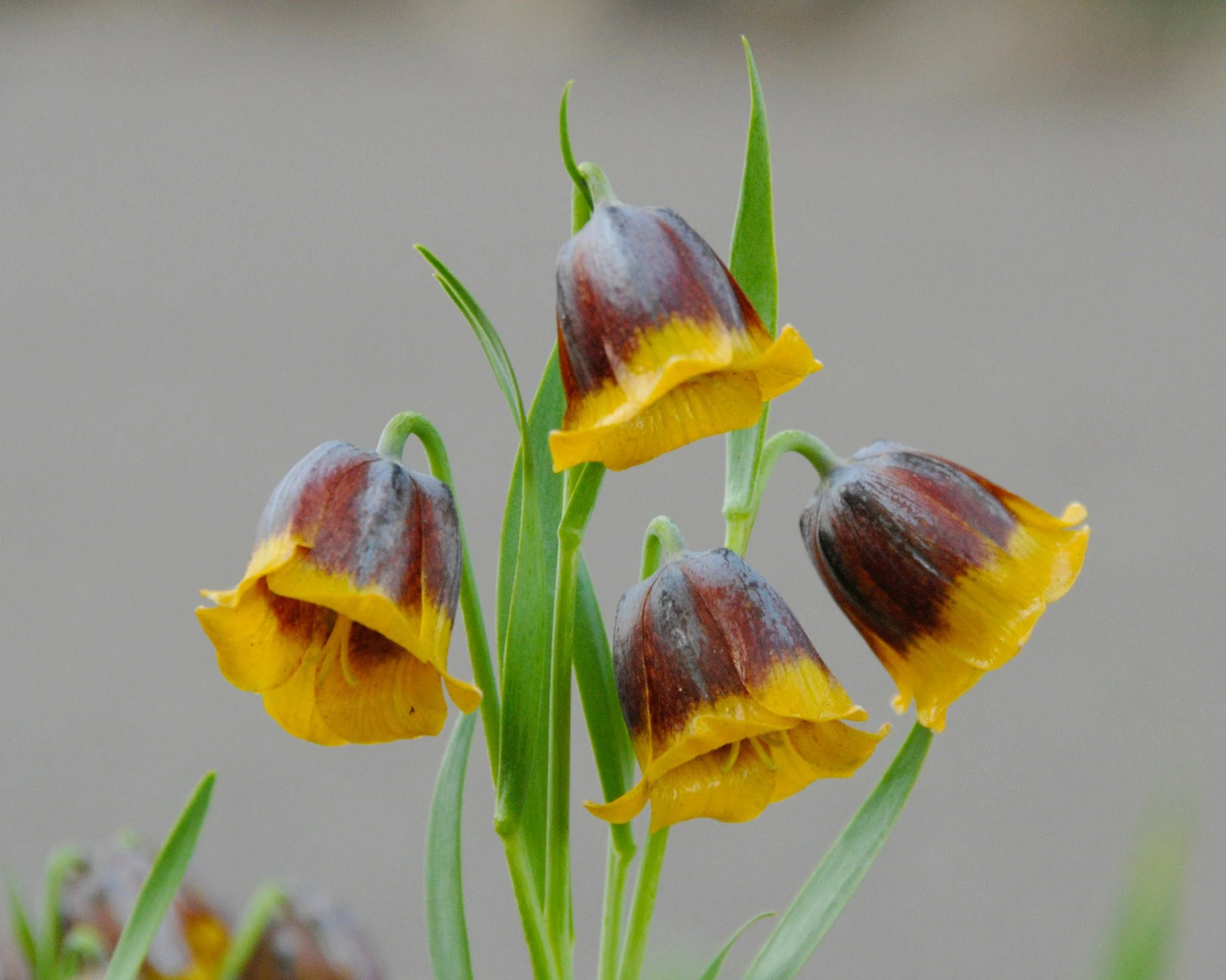 Fritillaria michailovskyi - Image 4
