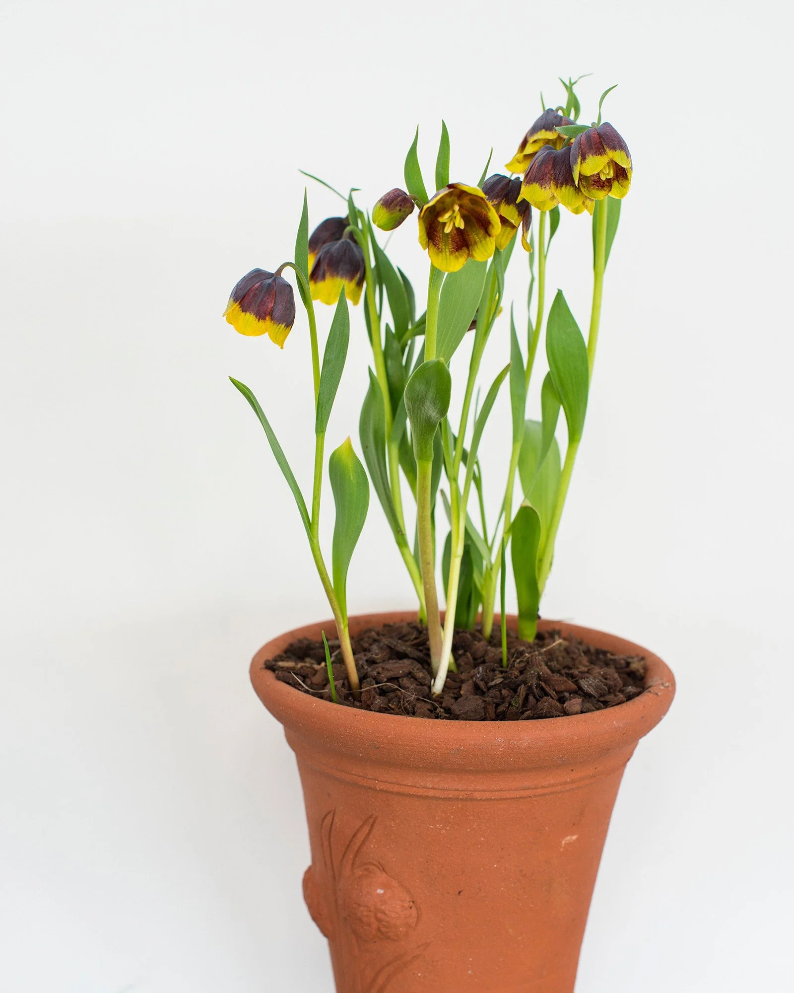 Fritillaria michailovskyi - Image 5