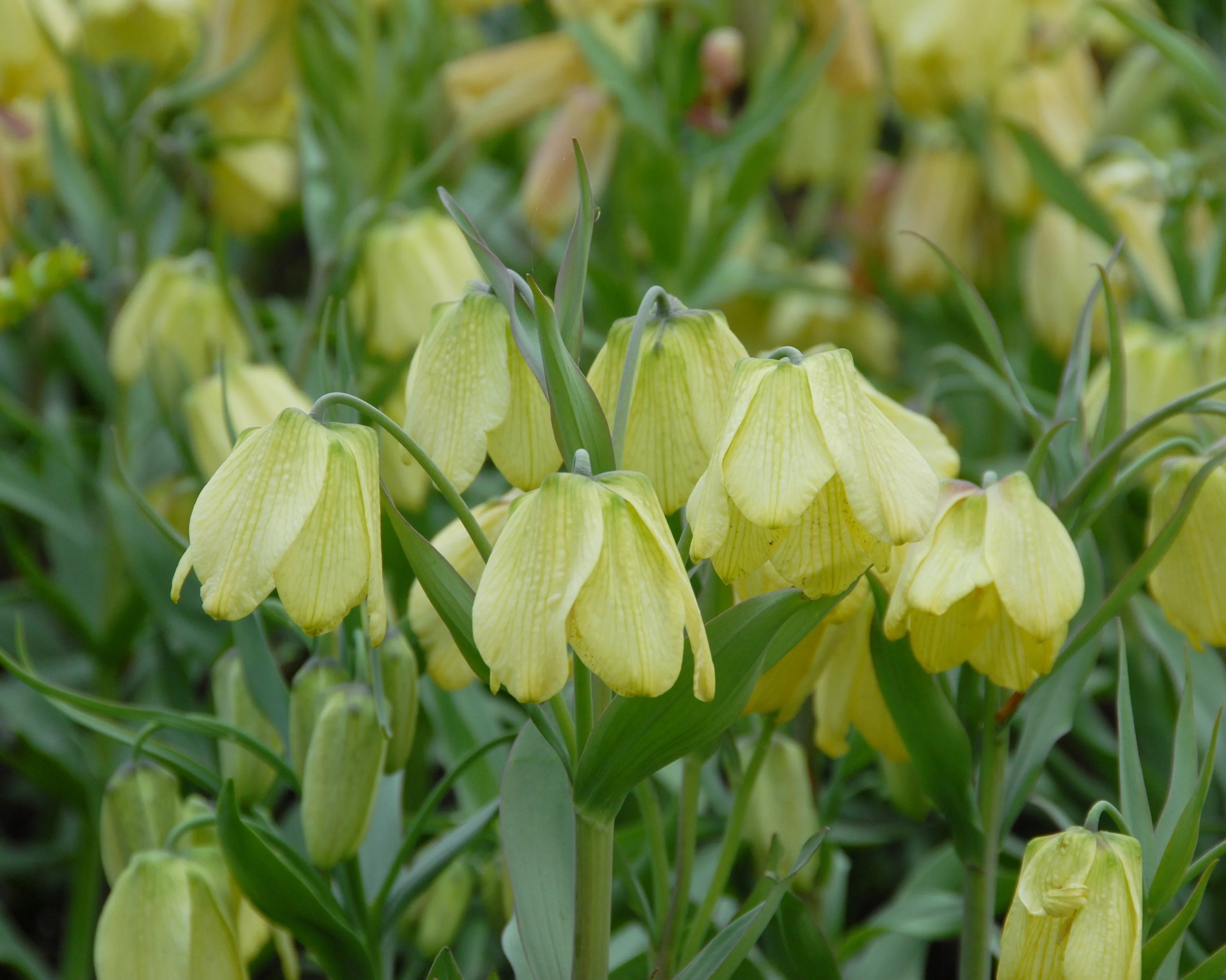 Fritillaria pallidiflora - Image 10