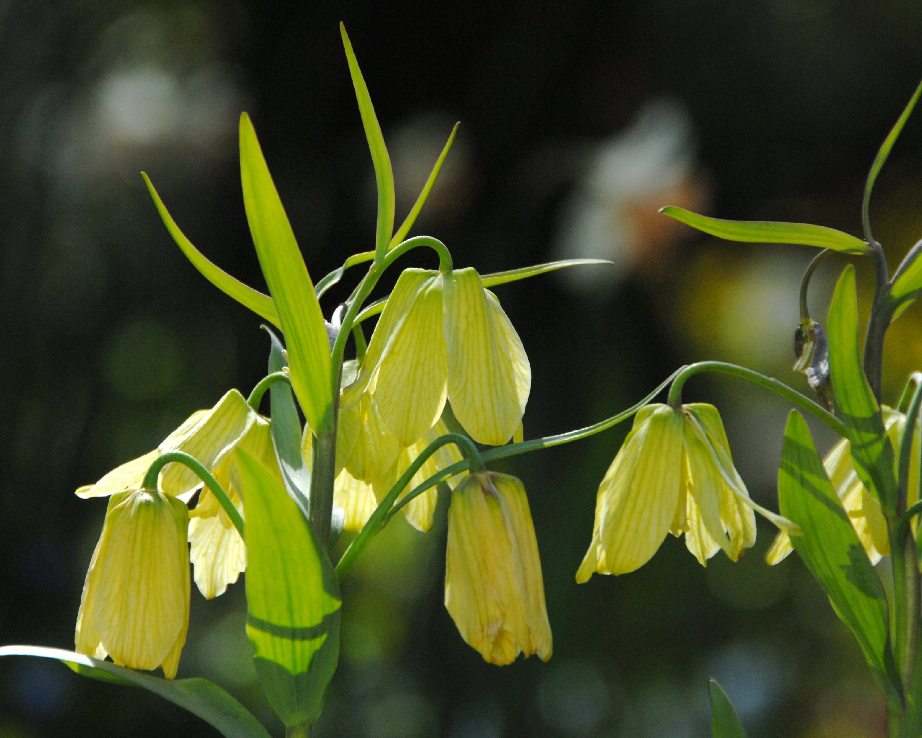 Fritillaria pallidiflora - Image 11