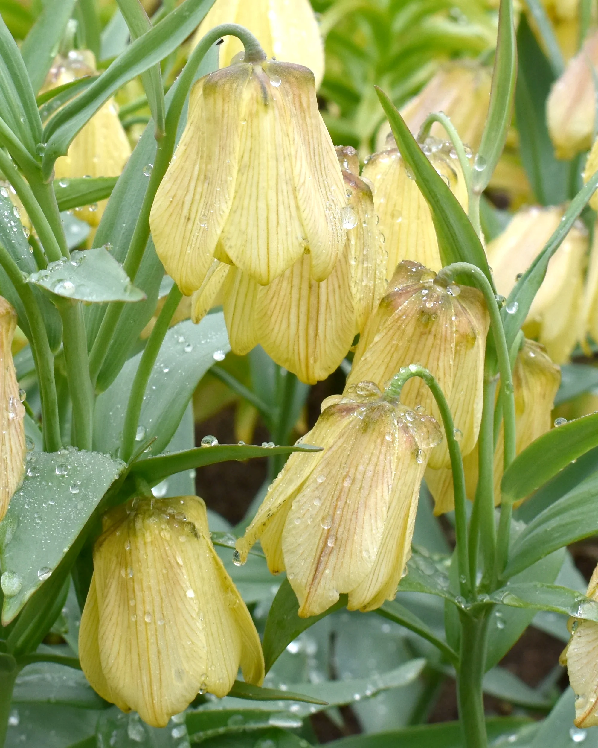 Fritillaria pallidiflora - Image 2