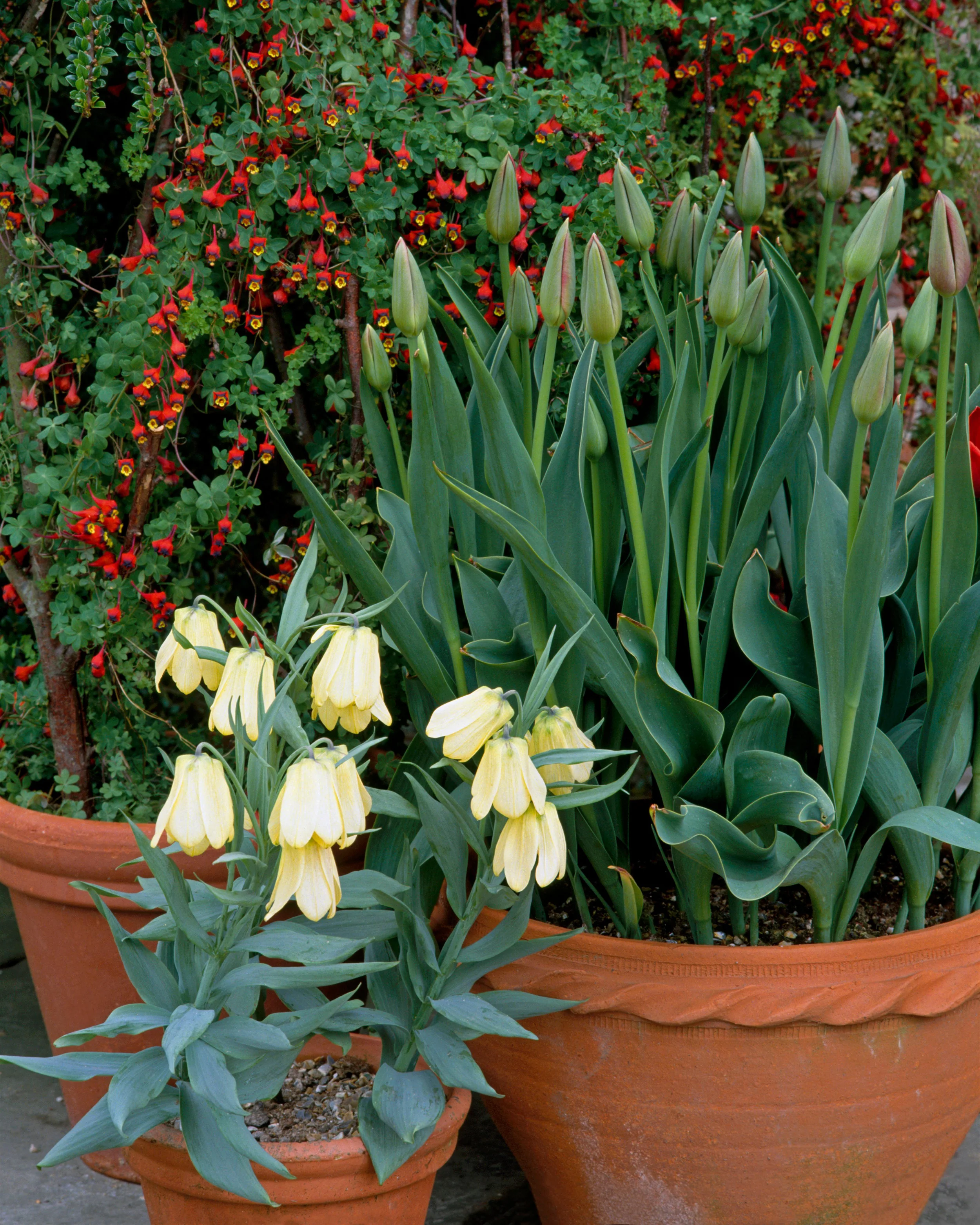 Fritillaria pallidiflora - Image 3