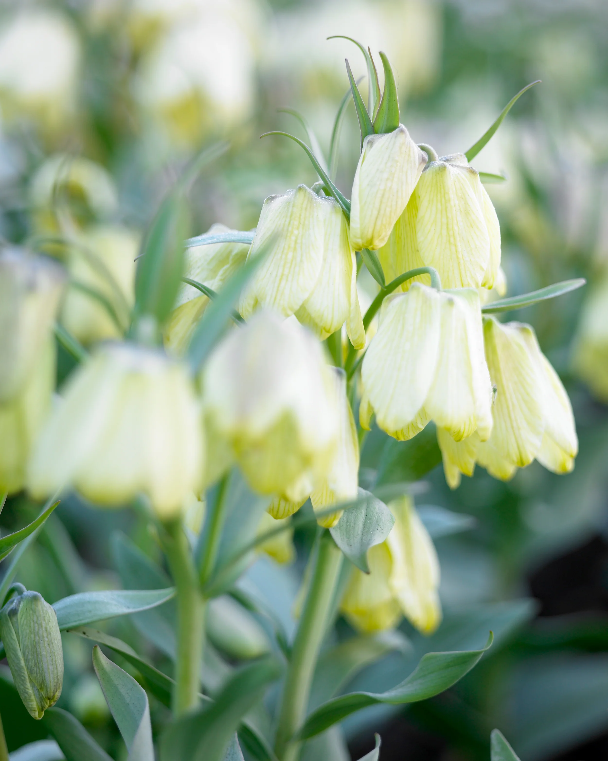 Fritillaria pallidiflora - Image 4