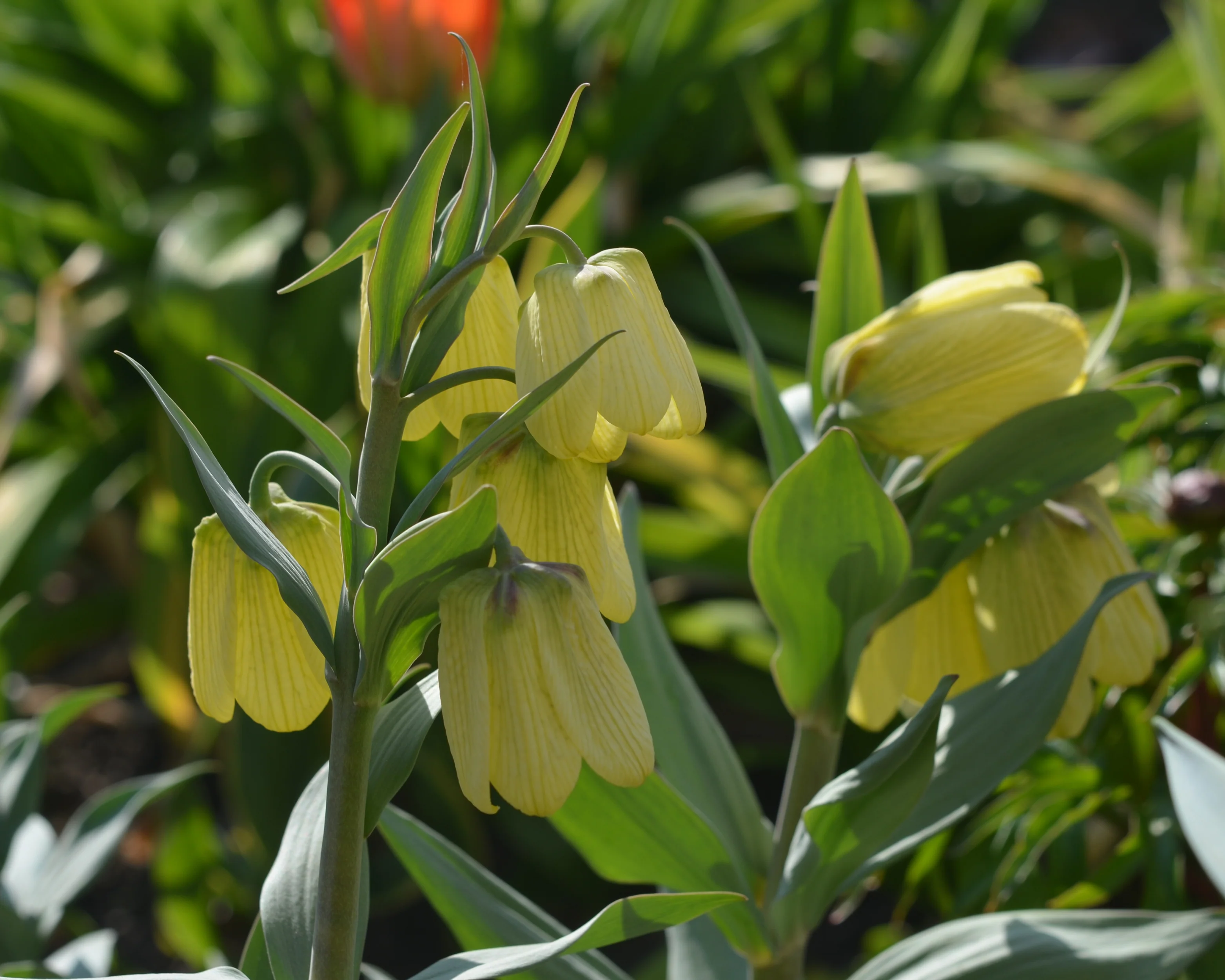 Fritillaria pallidiflora - Image 5