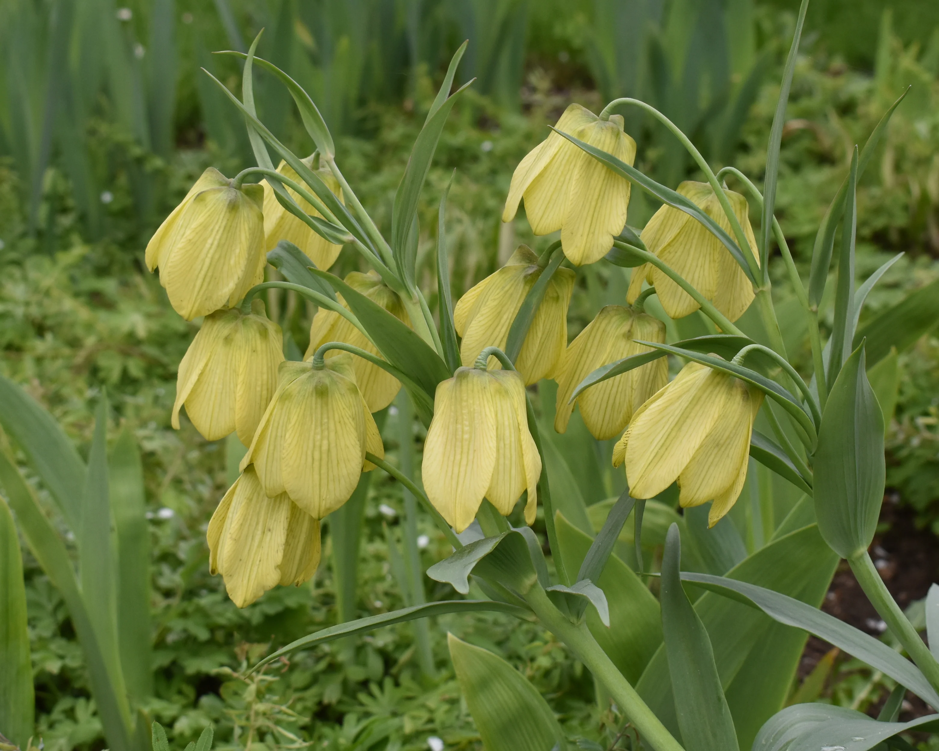 Fritillaria pallidiflora - Image 6