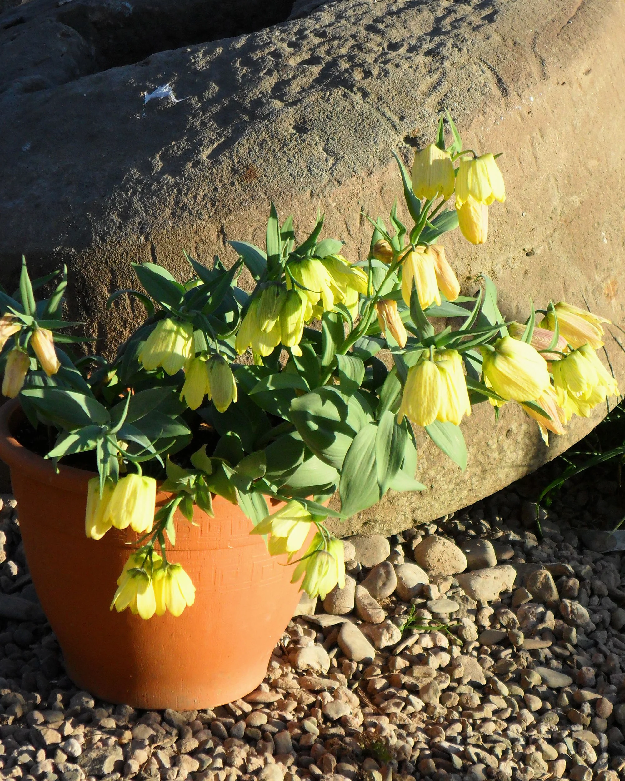 Fritillaria pallidiflora - Image 7