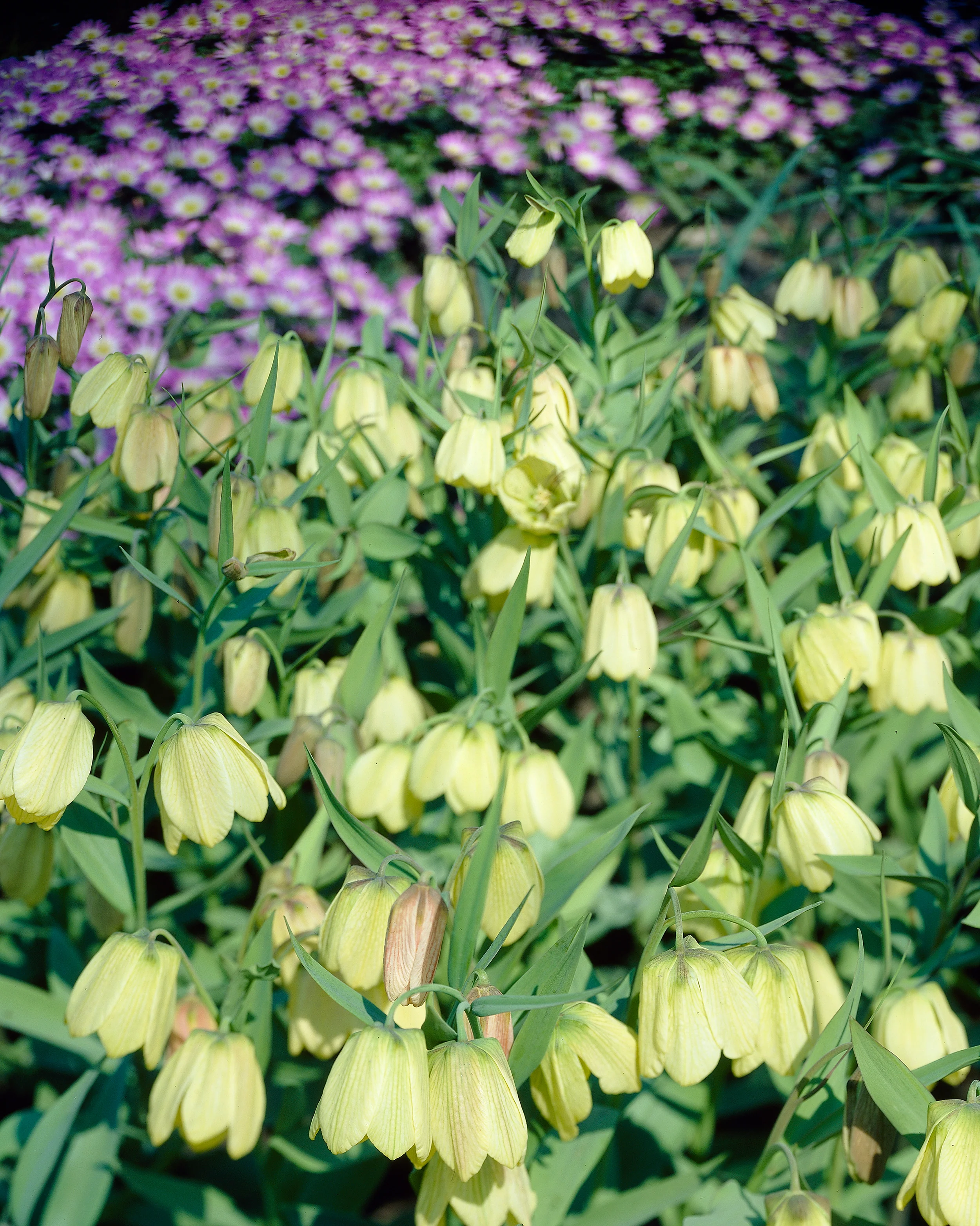Fritillaria pallidiflora - Image 9