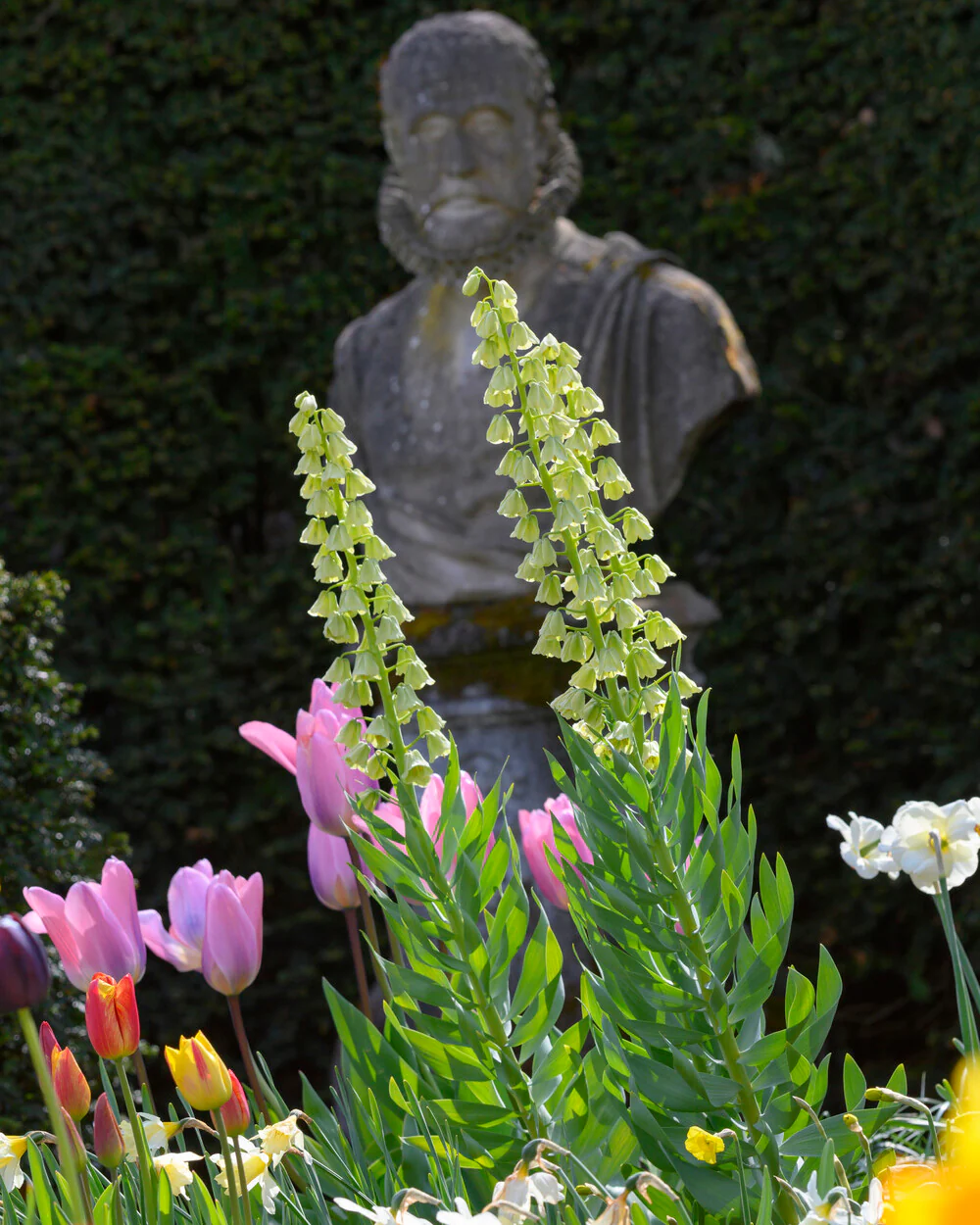 Fritillaria persica 'Alba' - Image 3