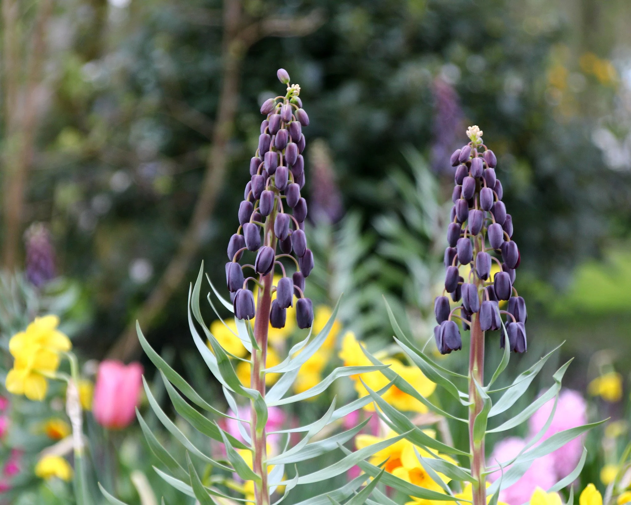 Fritillaria 'Twin Towers Tribute' - Image 3