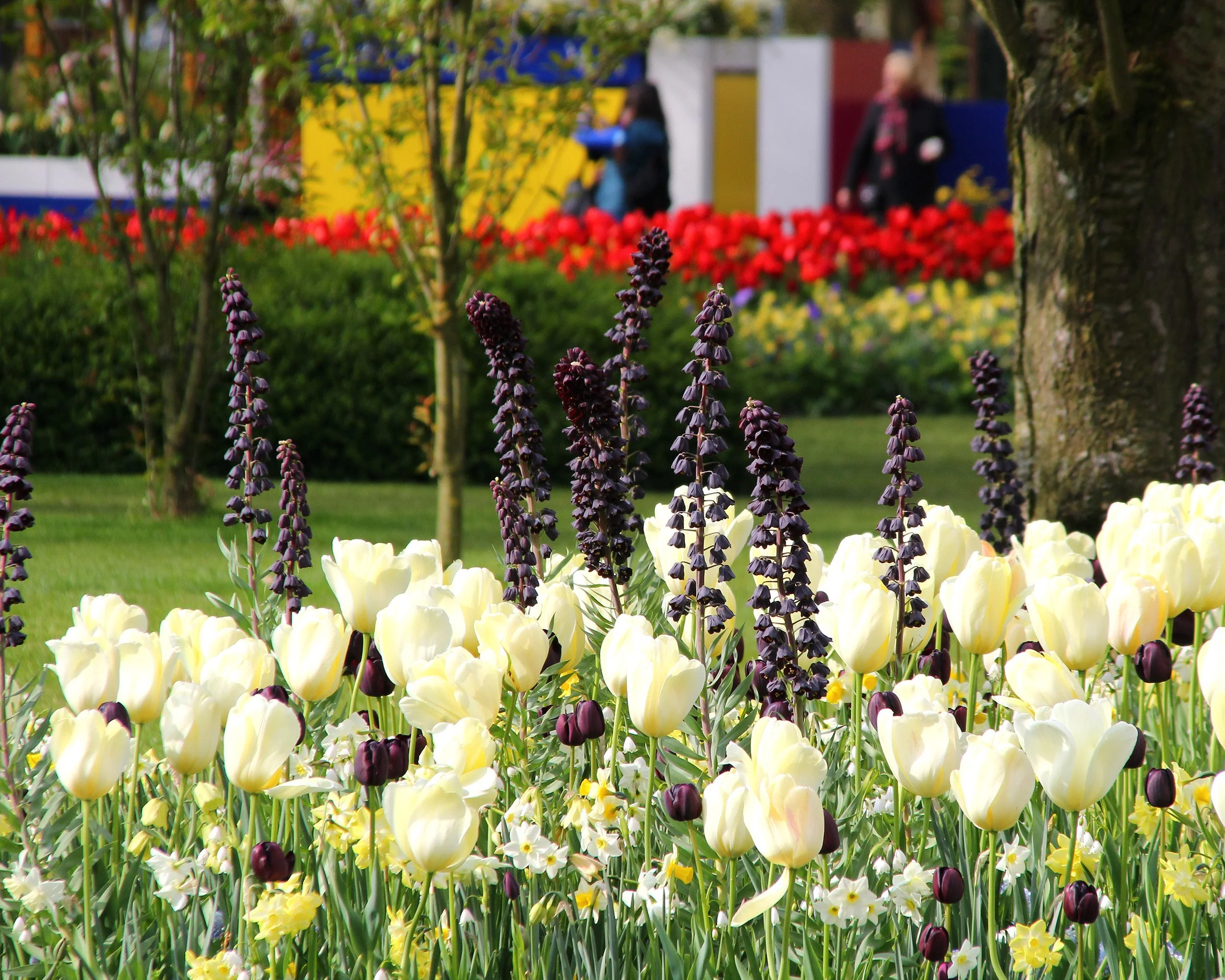Fritillaria 'Twin Towers Tribute' - Image 4