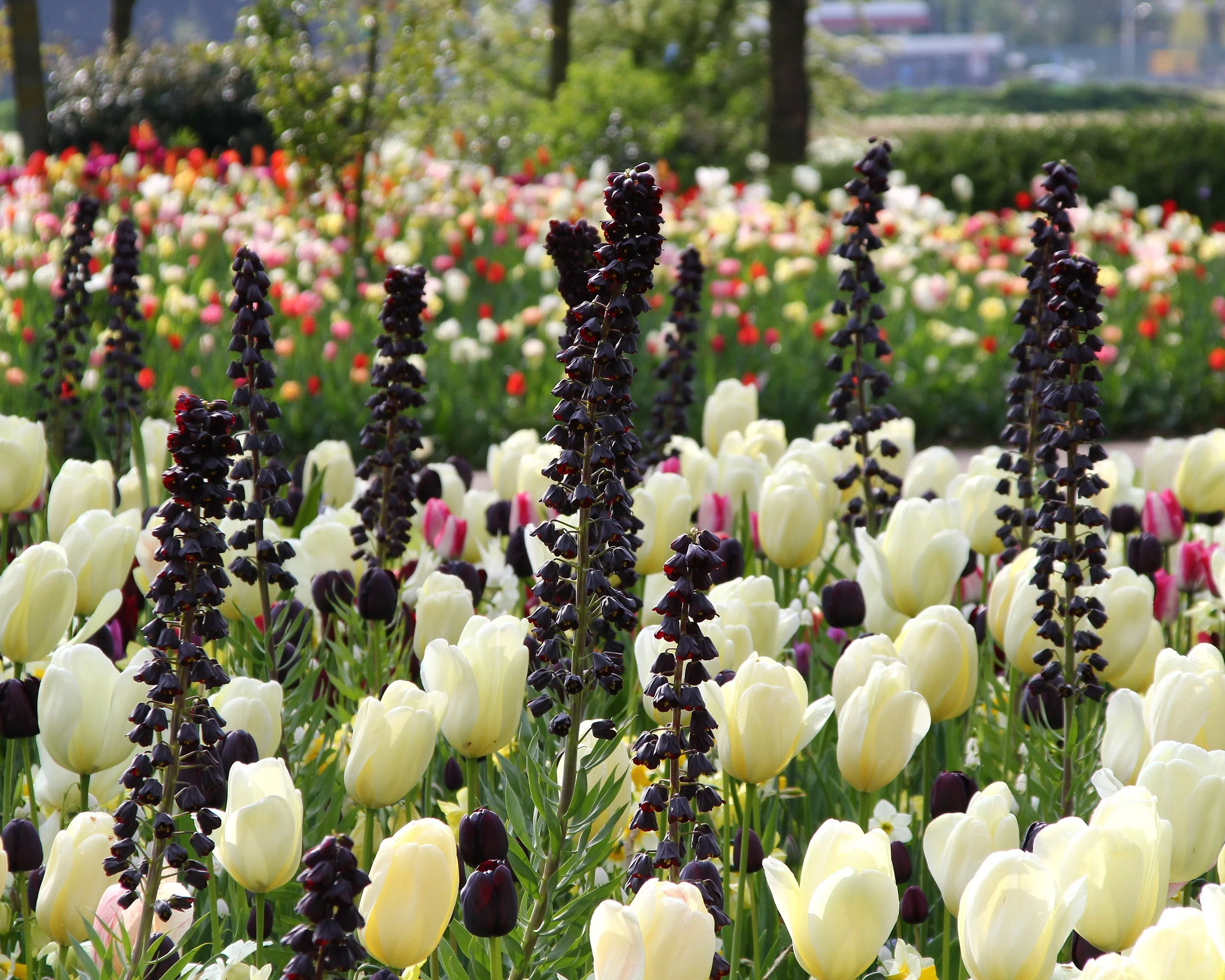 Fritillaria 'Twin Towers Tribute' - Image 7