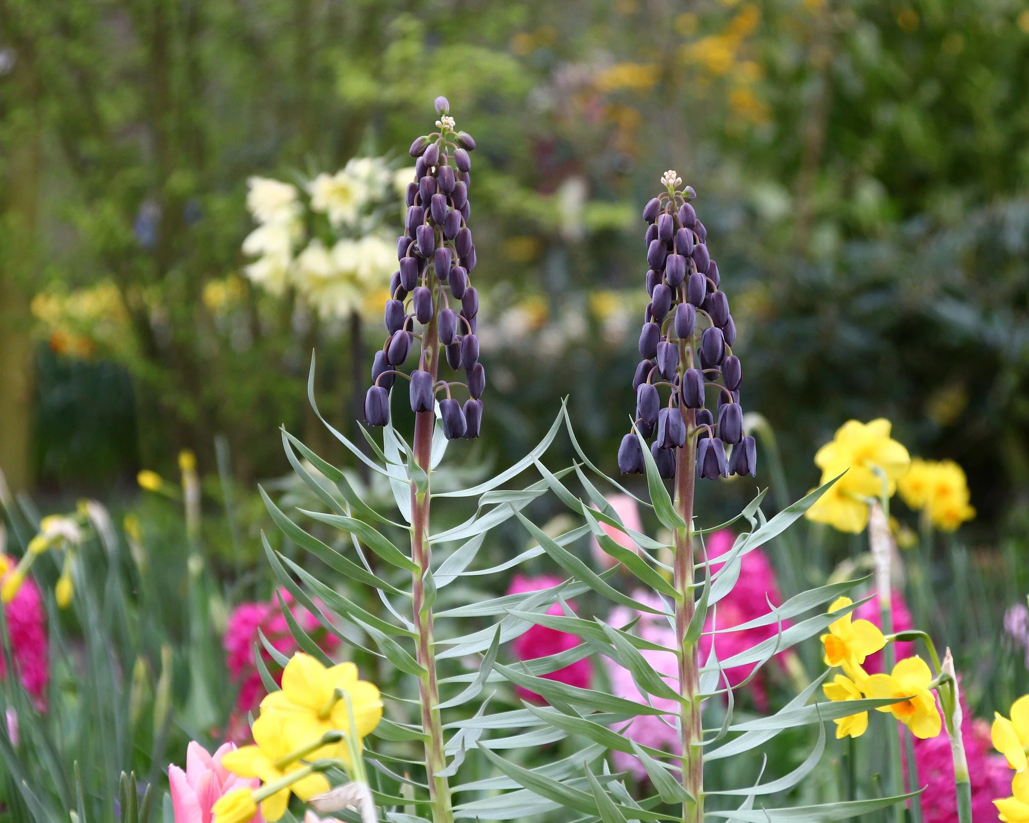 Fritillaria 'Twin Towers Tribute' - Image 8
