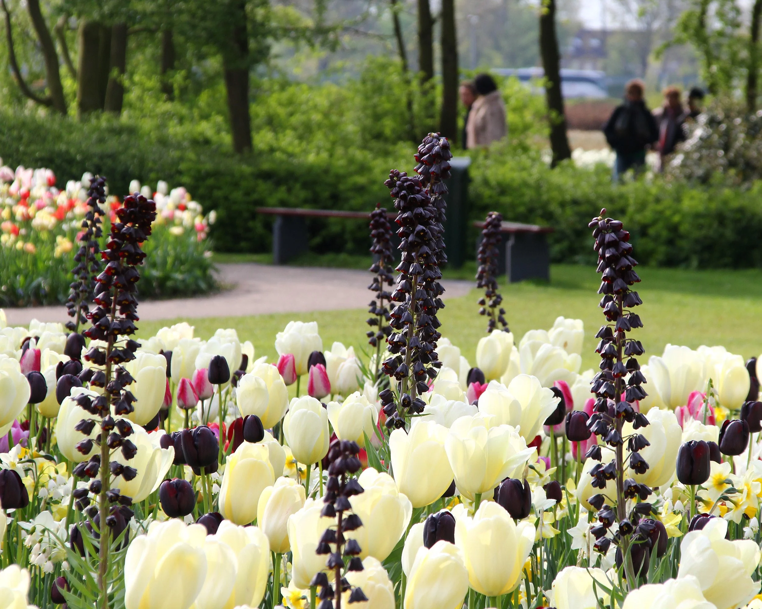Fritillaria 'Twin Towers Tribute' - Image 9