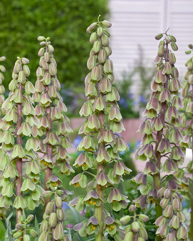Fritillaria 'Green Dreams' - Image 5
