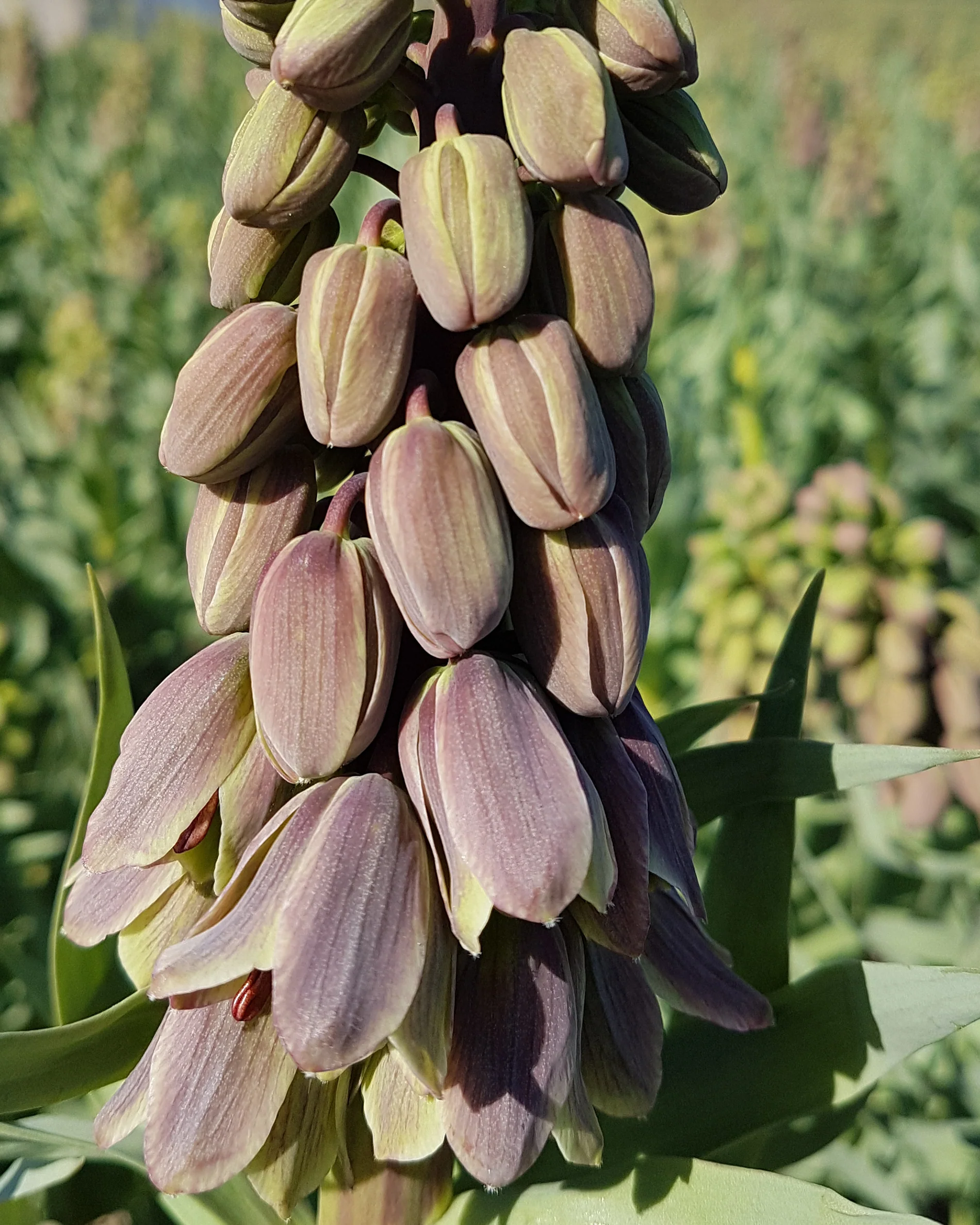 Fritillaria 'Green Dreams' - Image 8