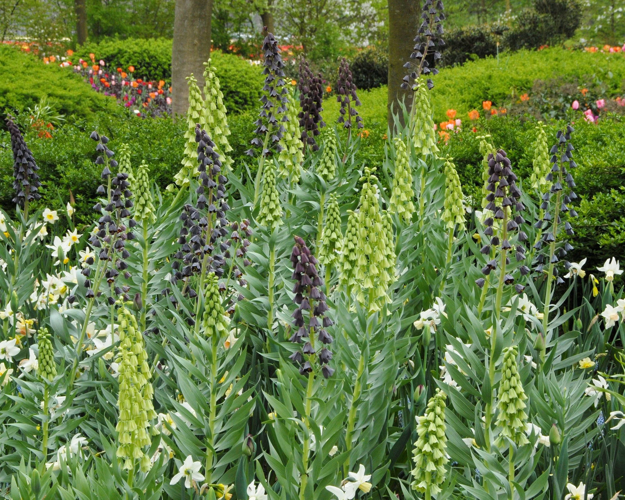 Fritillaria 'Ivory Bells' - Image 6