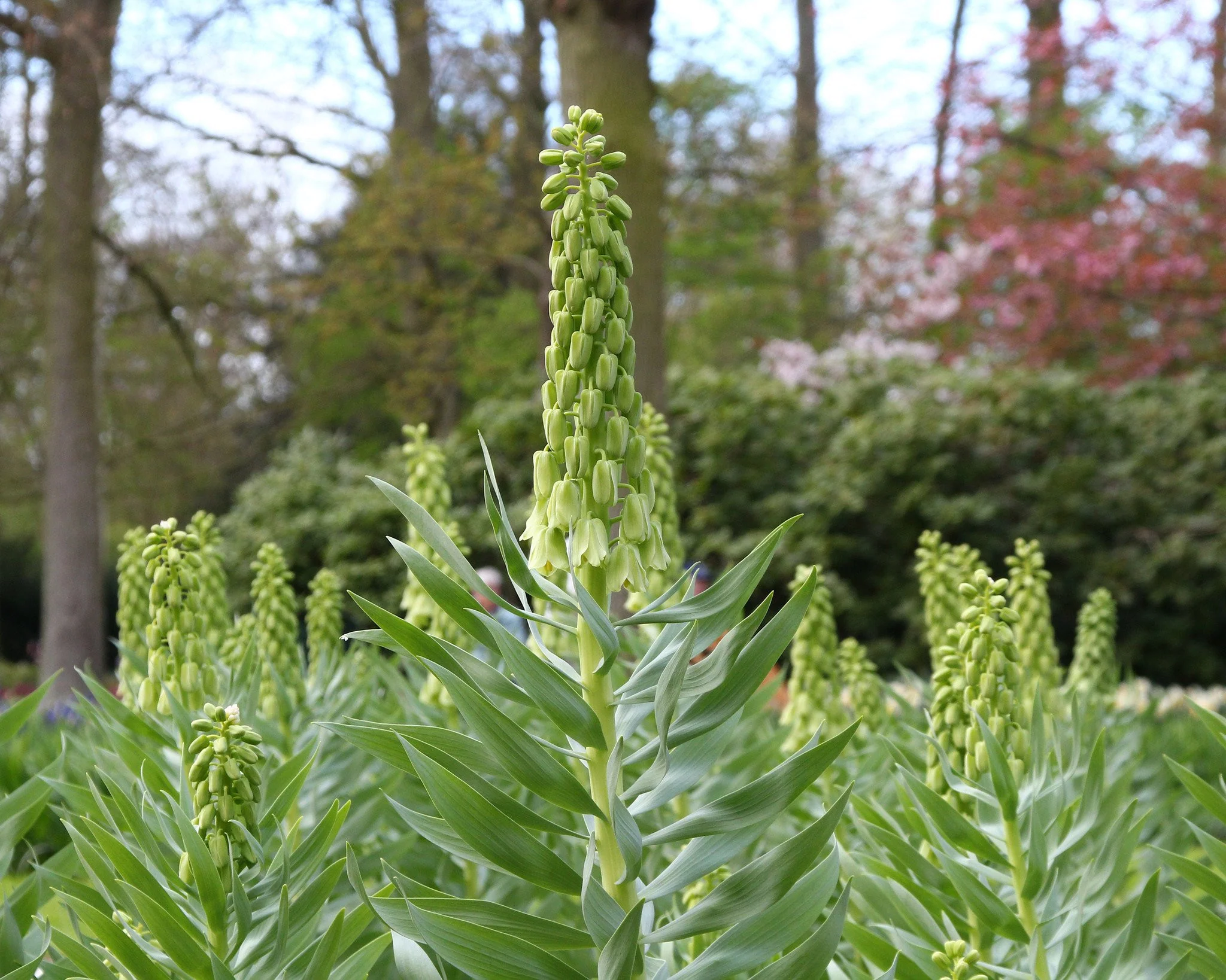 Fritillaria 'Ivory Bells' - Image 8