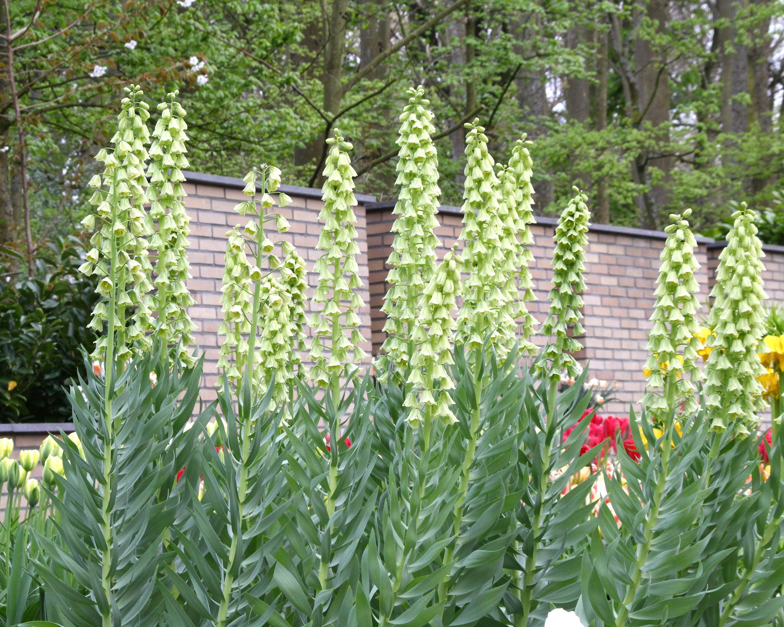 Fritillaria 'Ivory Bells' - Image 9