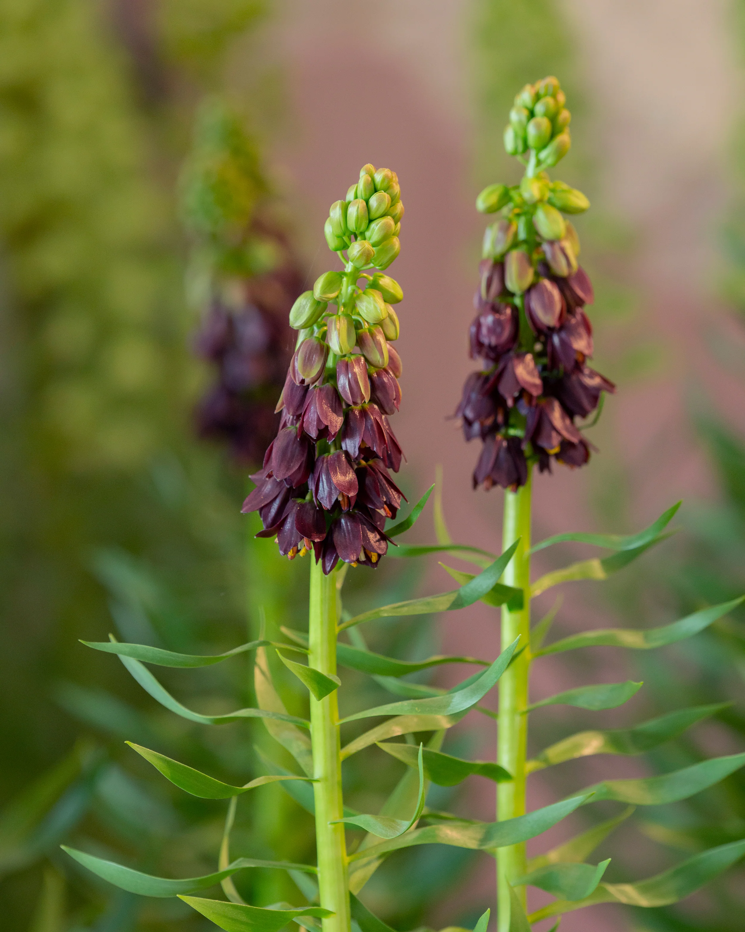 Fritillaria 'Purple Dynamite' - Image 10