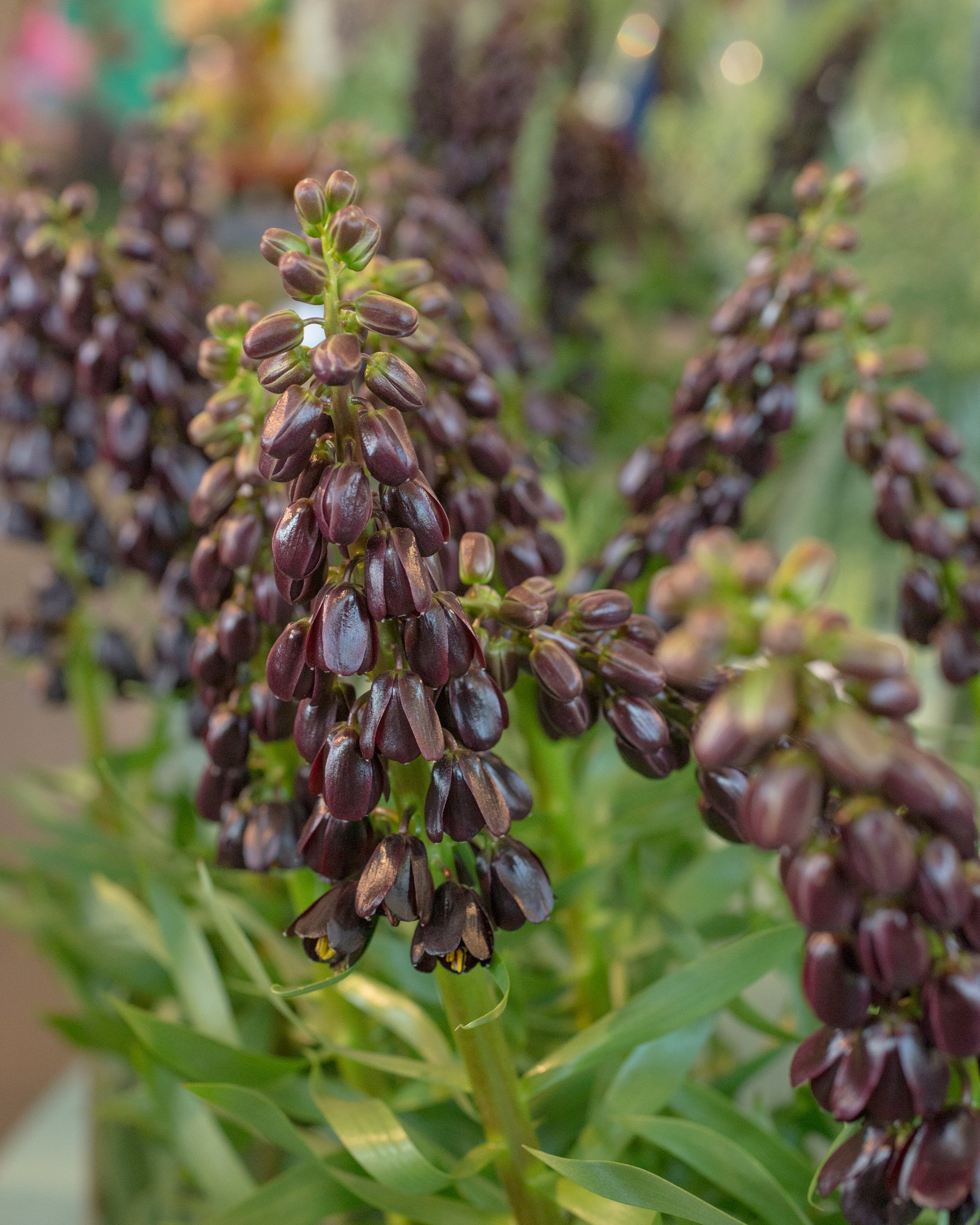 Fritillaria 'Purple Dynamite' - Image 5