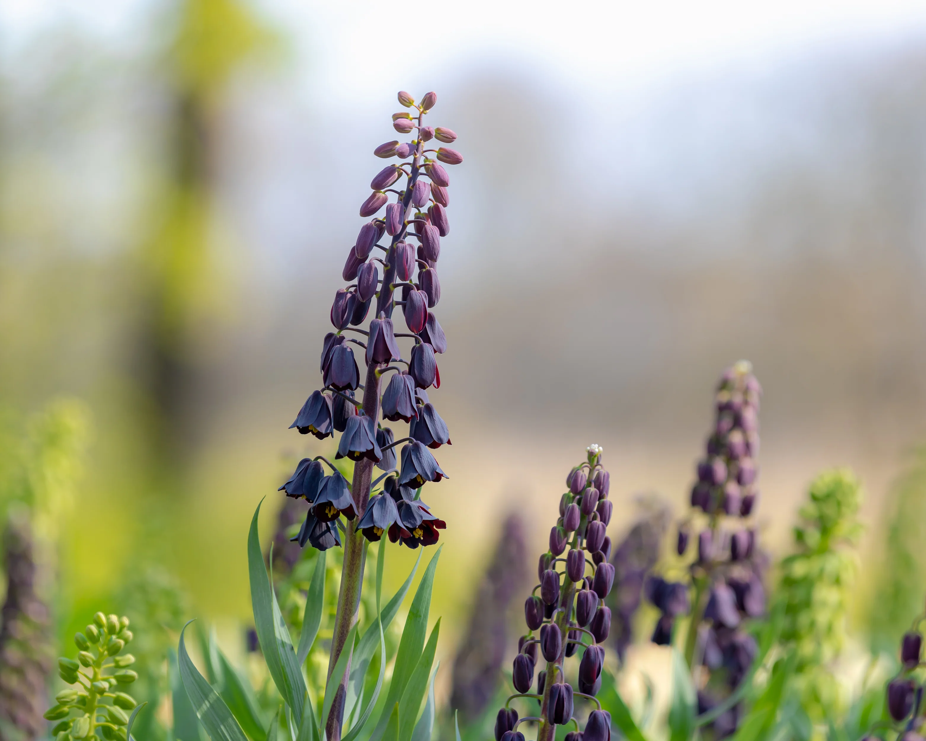 Fritillaria persica 'XXL' - Image 10