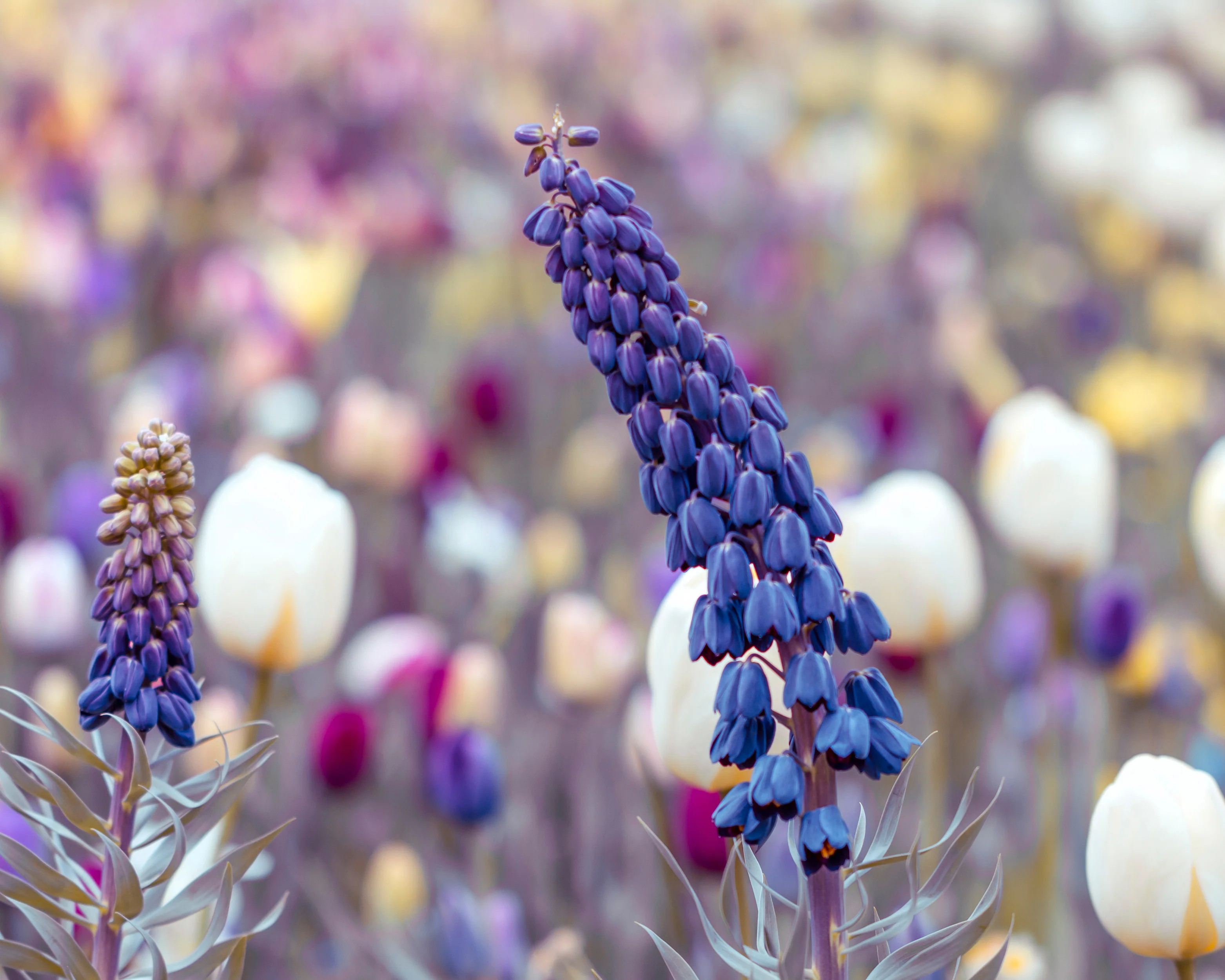 Fritillaria persica 'XXL' - Image 11