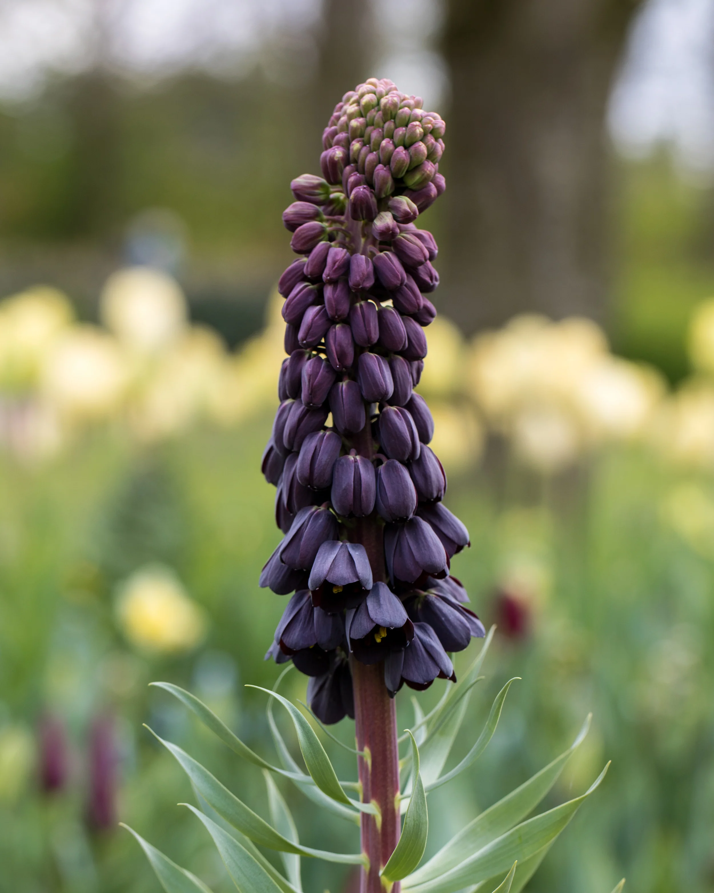 Fritillaria persica 'XXL' - Image 12