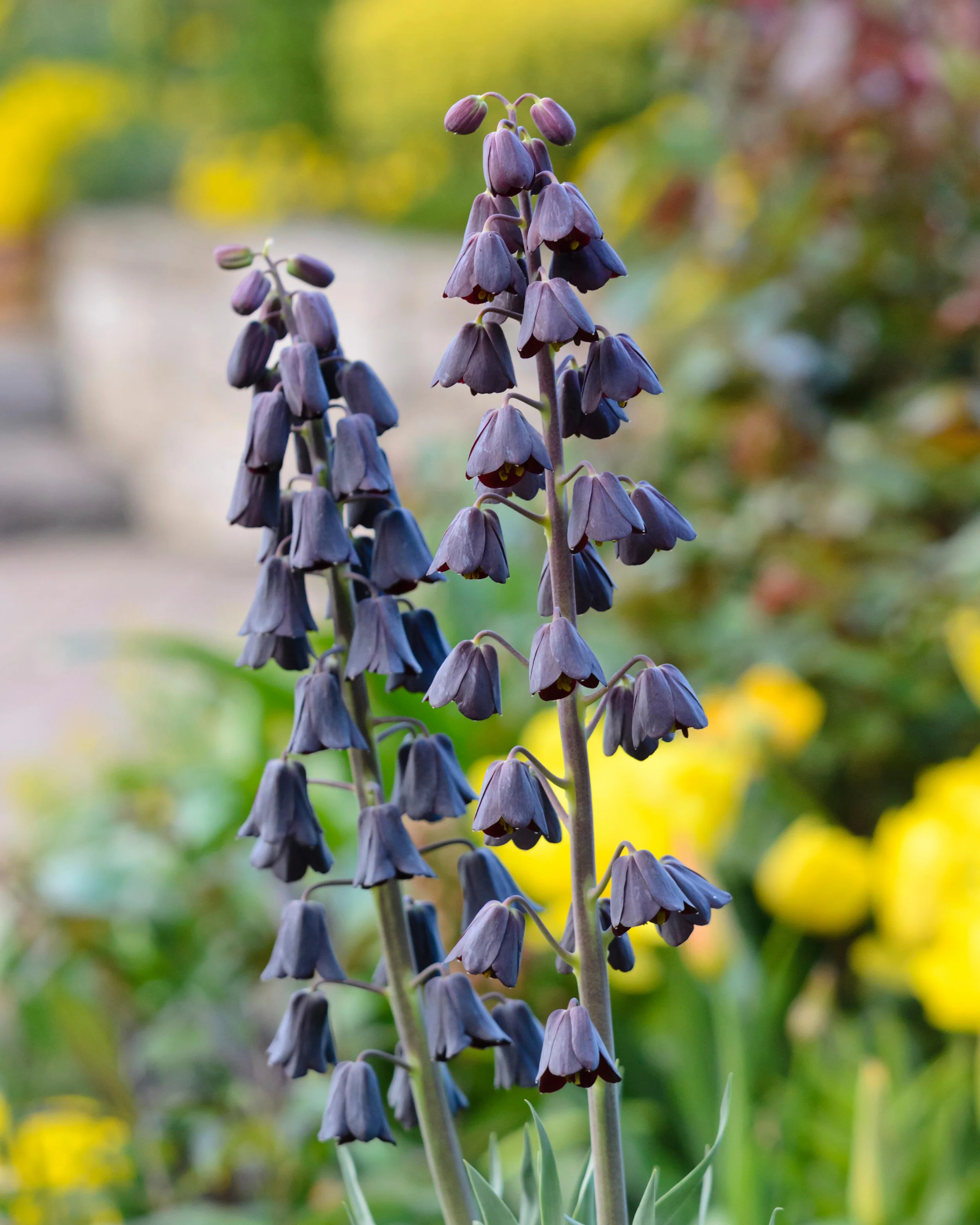 Fritillaria persica 'XXL' - Image 2