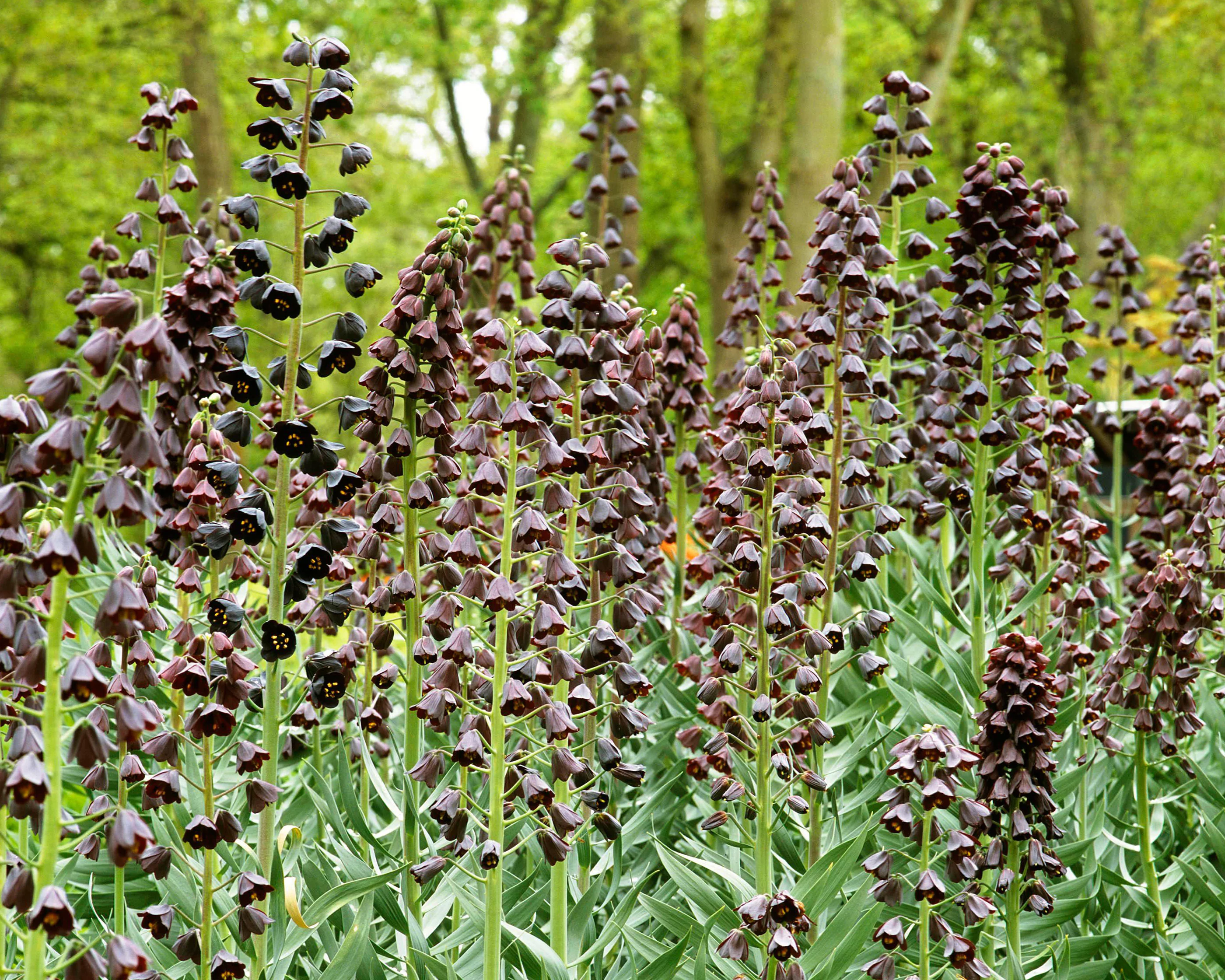 Fritillaria persica 'XXL' - Image 3