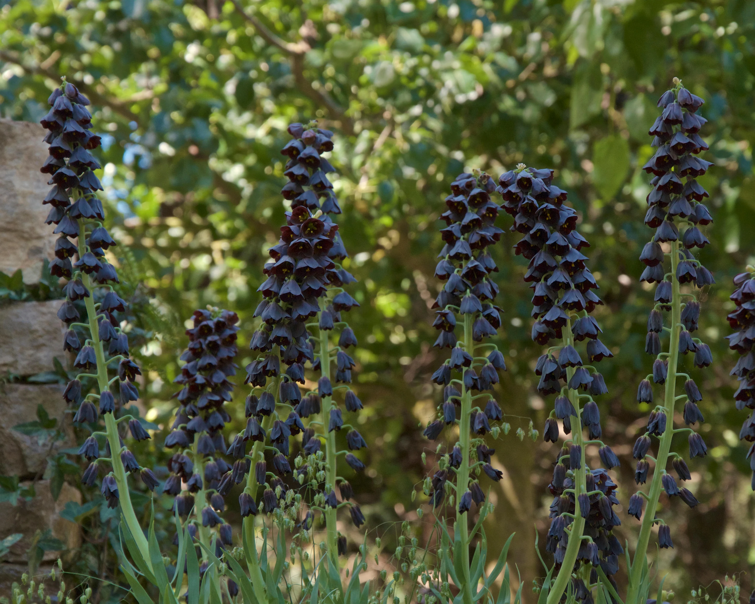 Fritillaria persica 'XXL' - Image 5