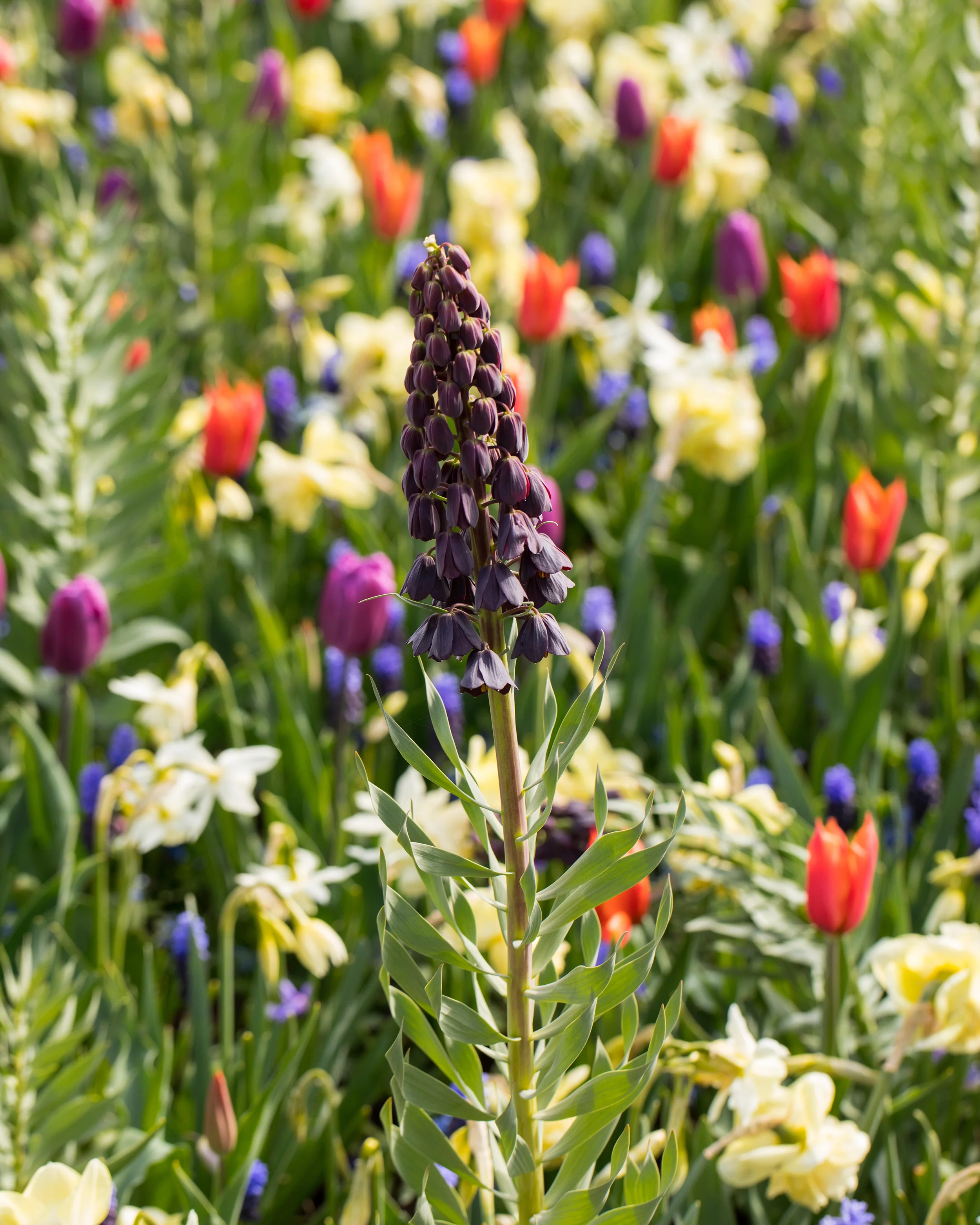 Fritillaria persica 'XXL' - Image 6