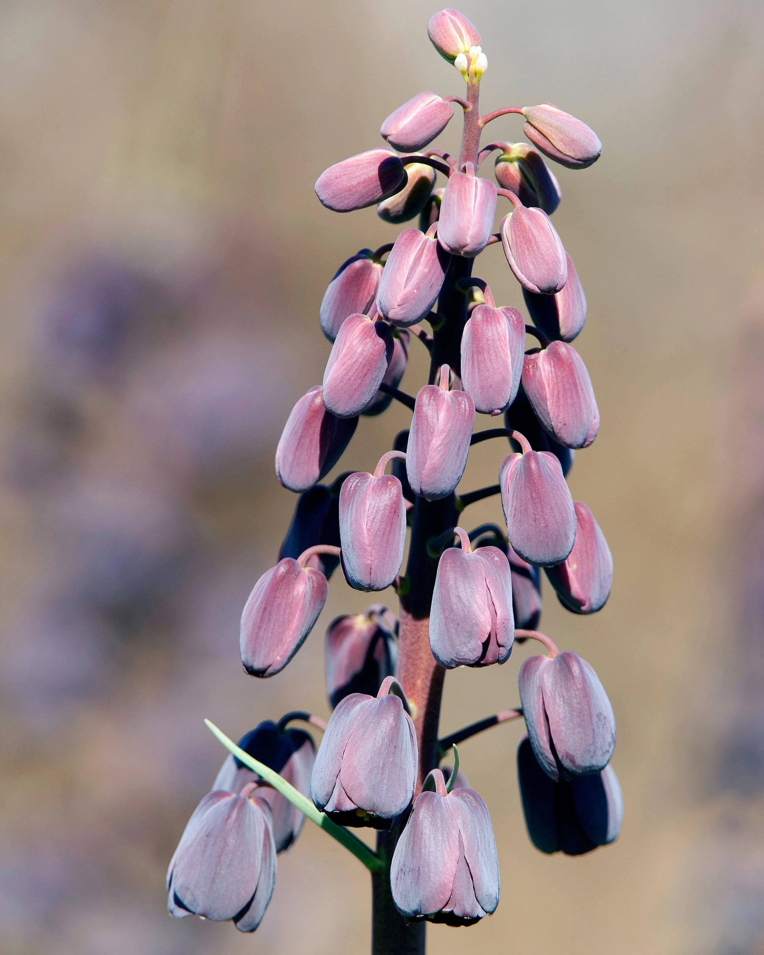 Fritillaria persica 'XXL' - Image 9