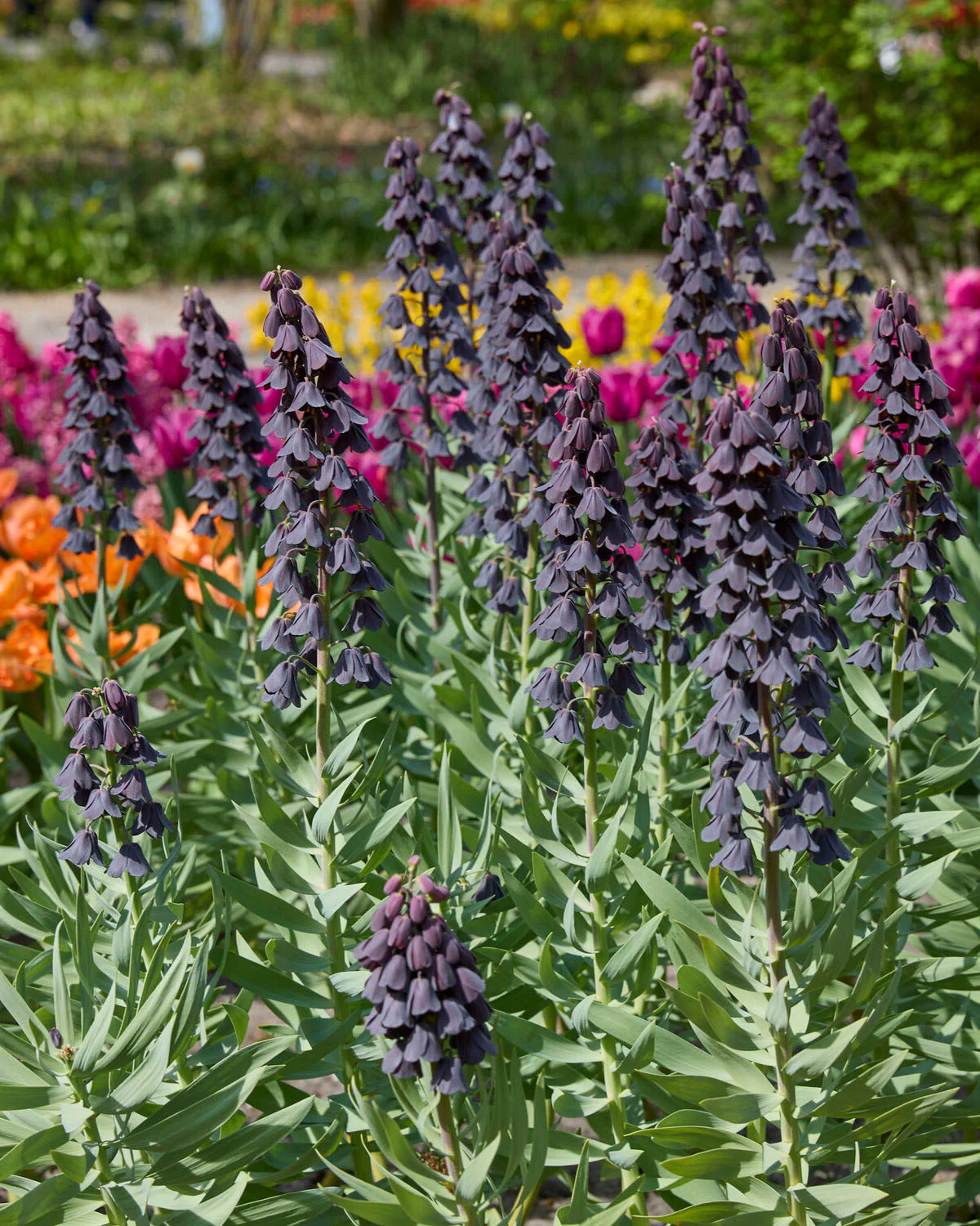 Fritillaria 'Purple Favorite'