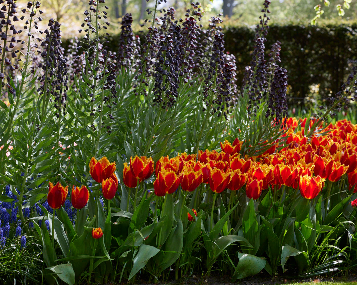 Fritillaria 'Purple Favorite' - Image 5