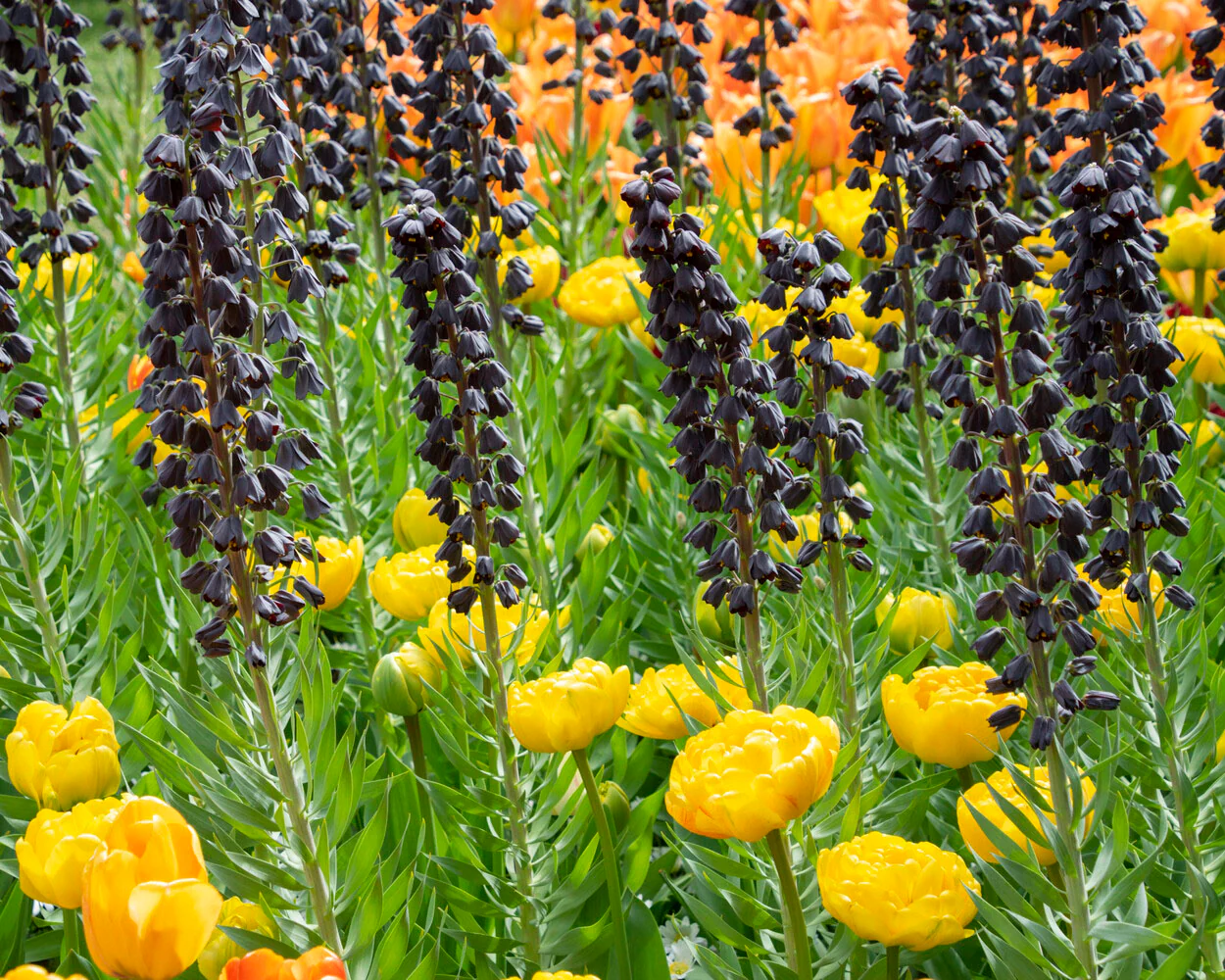 Fritillaria 'Purple Favorite' - Image 6
