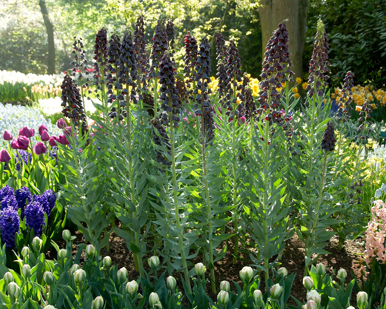 Fritillaria 'Purple Favorite' - Image 7