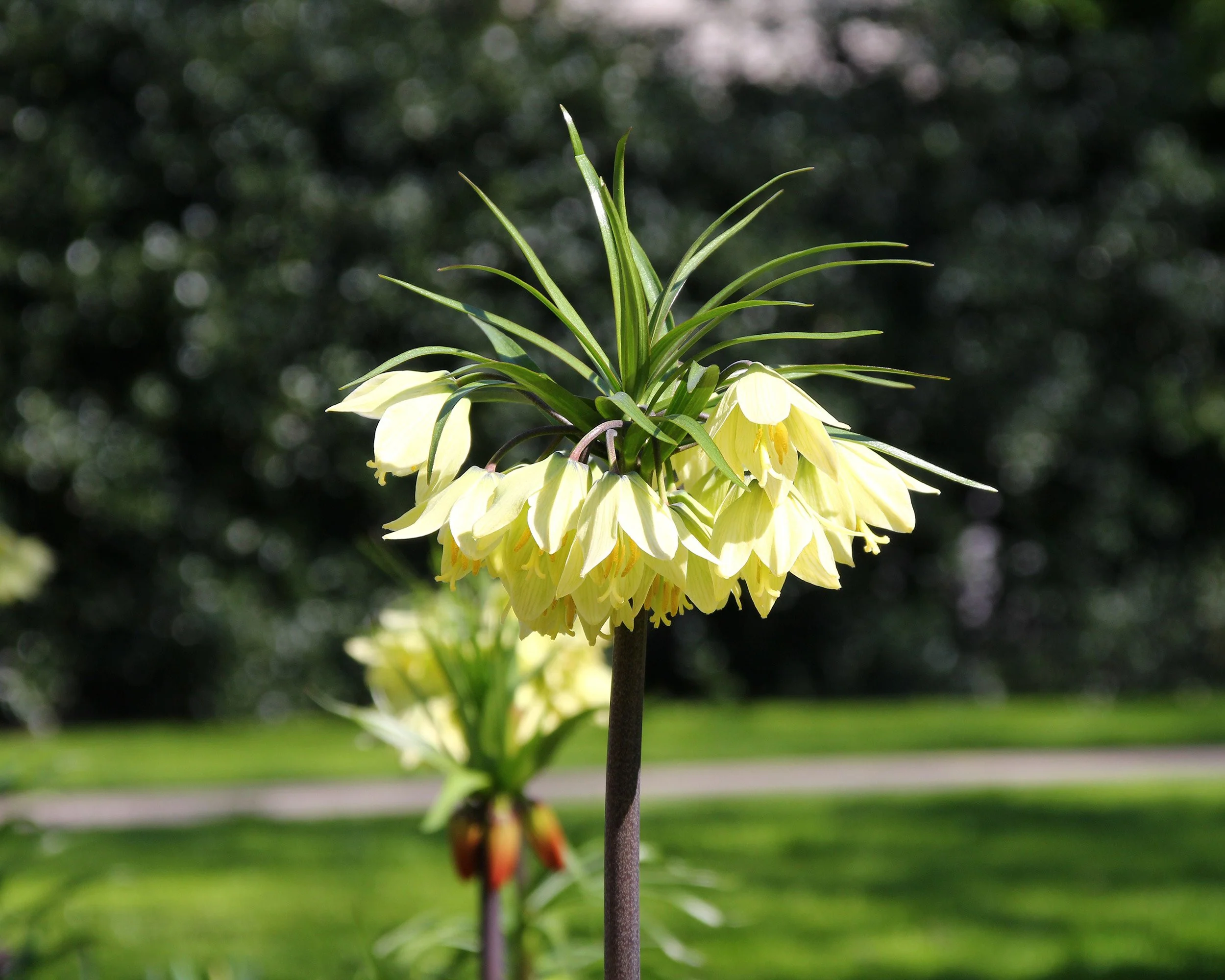 Fritillaria 'Raddeana' - Image 4