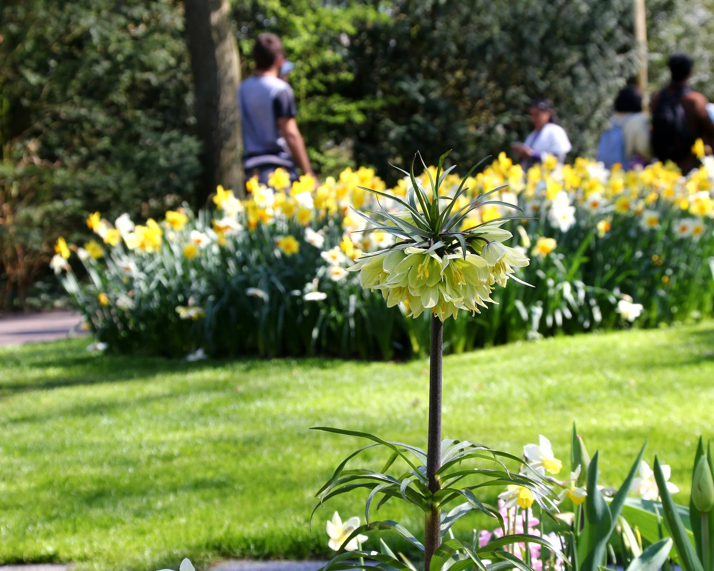 Fritillaria 'Raddeana' - Image 6