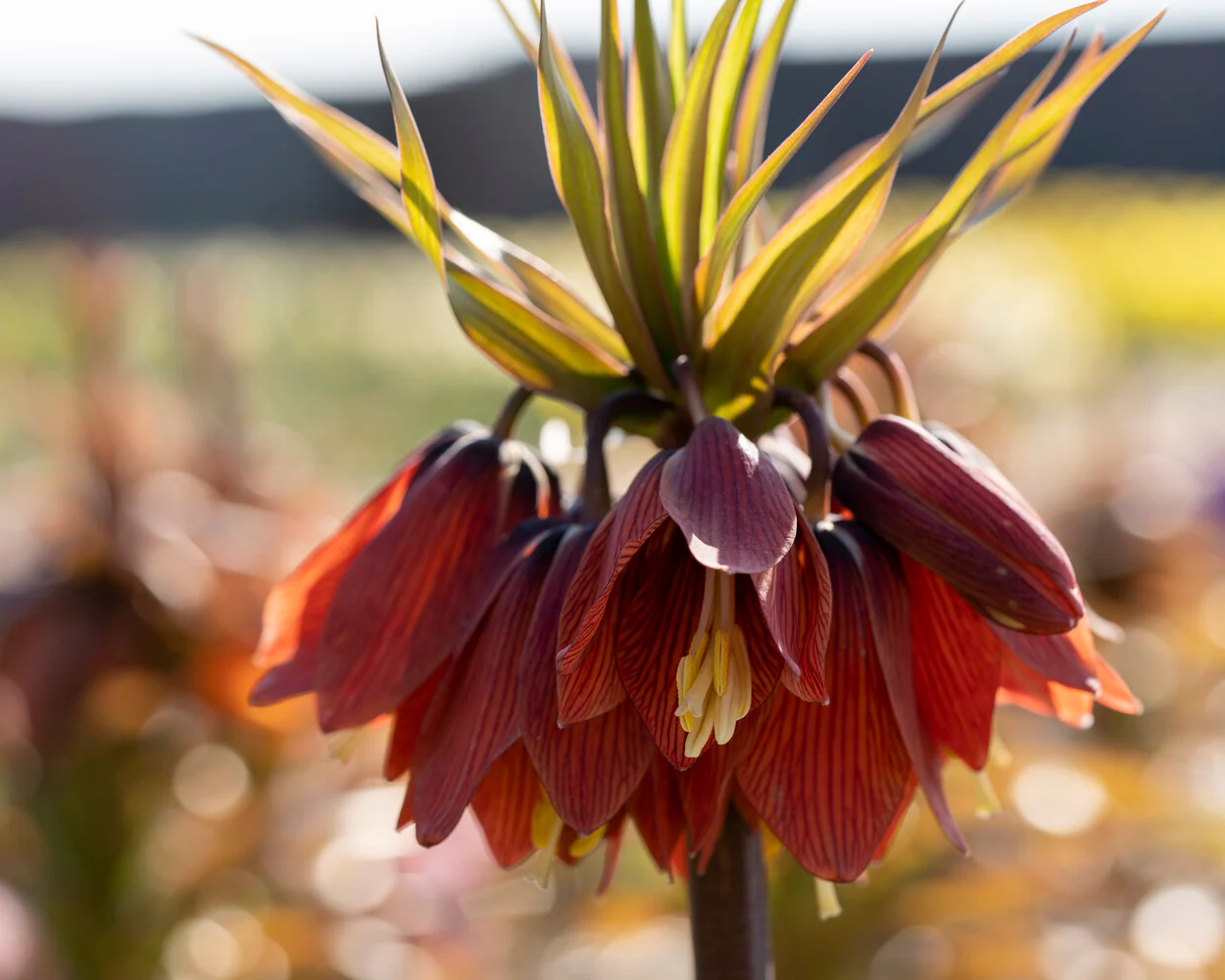 Fritillaria 'Red Beauty' - Image 3