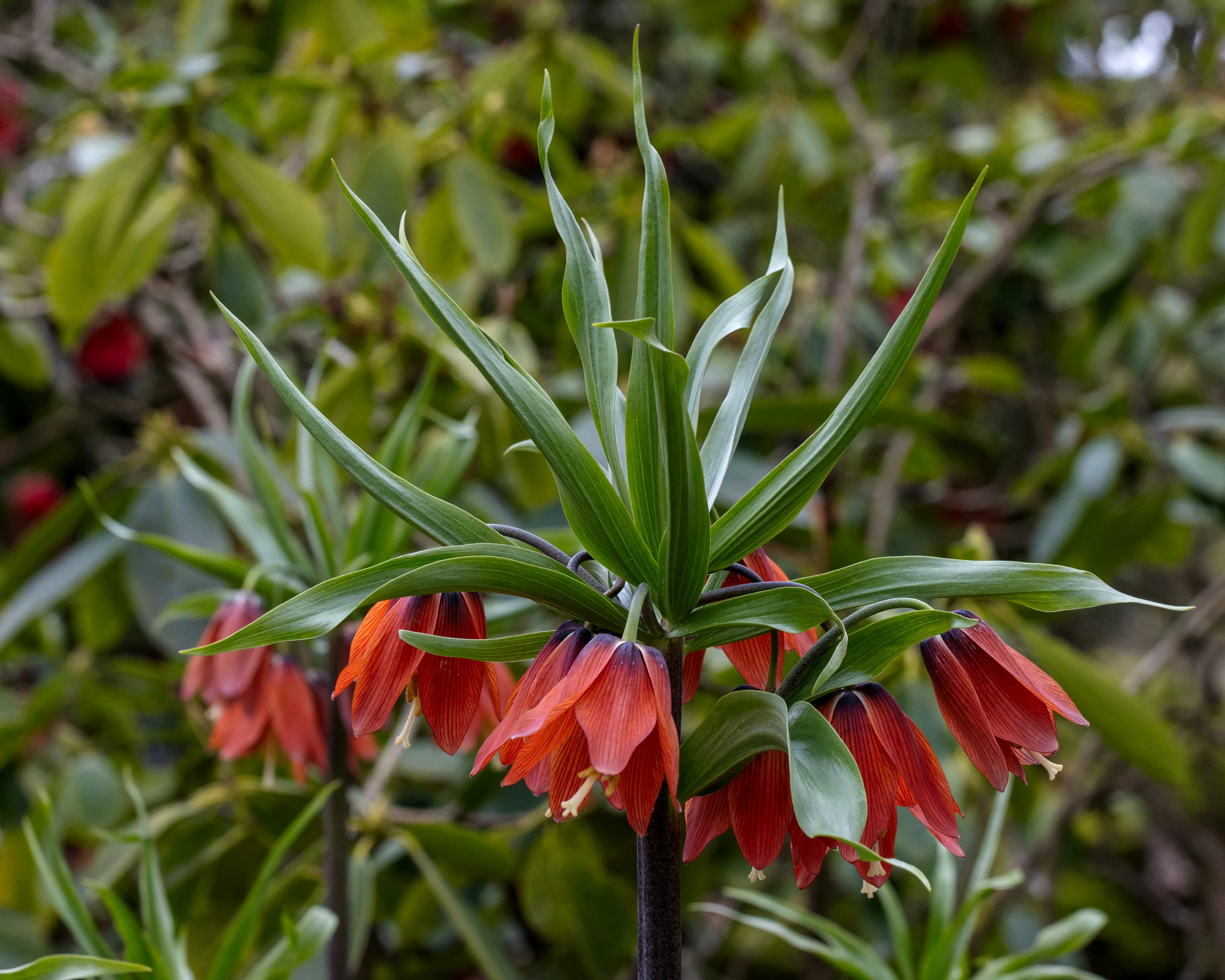 Fritillaria 'Red Beauty' - Image 4