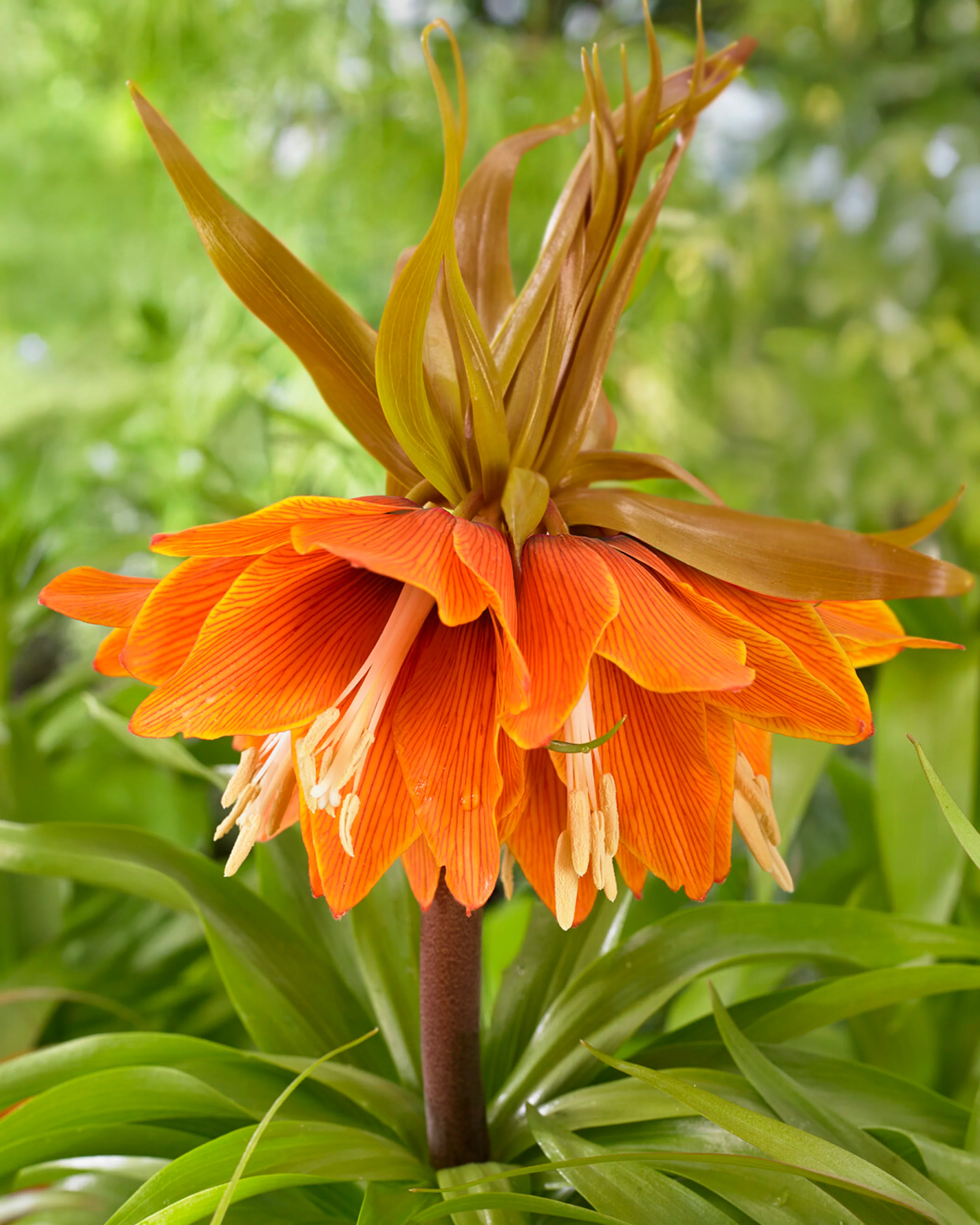 Fritillaria 'Sunset' - Image 3
