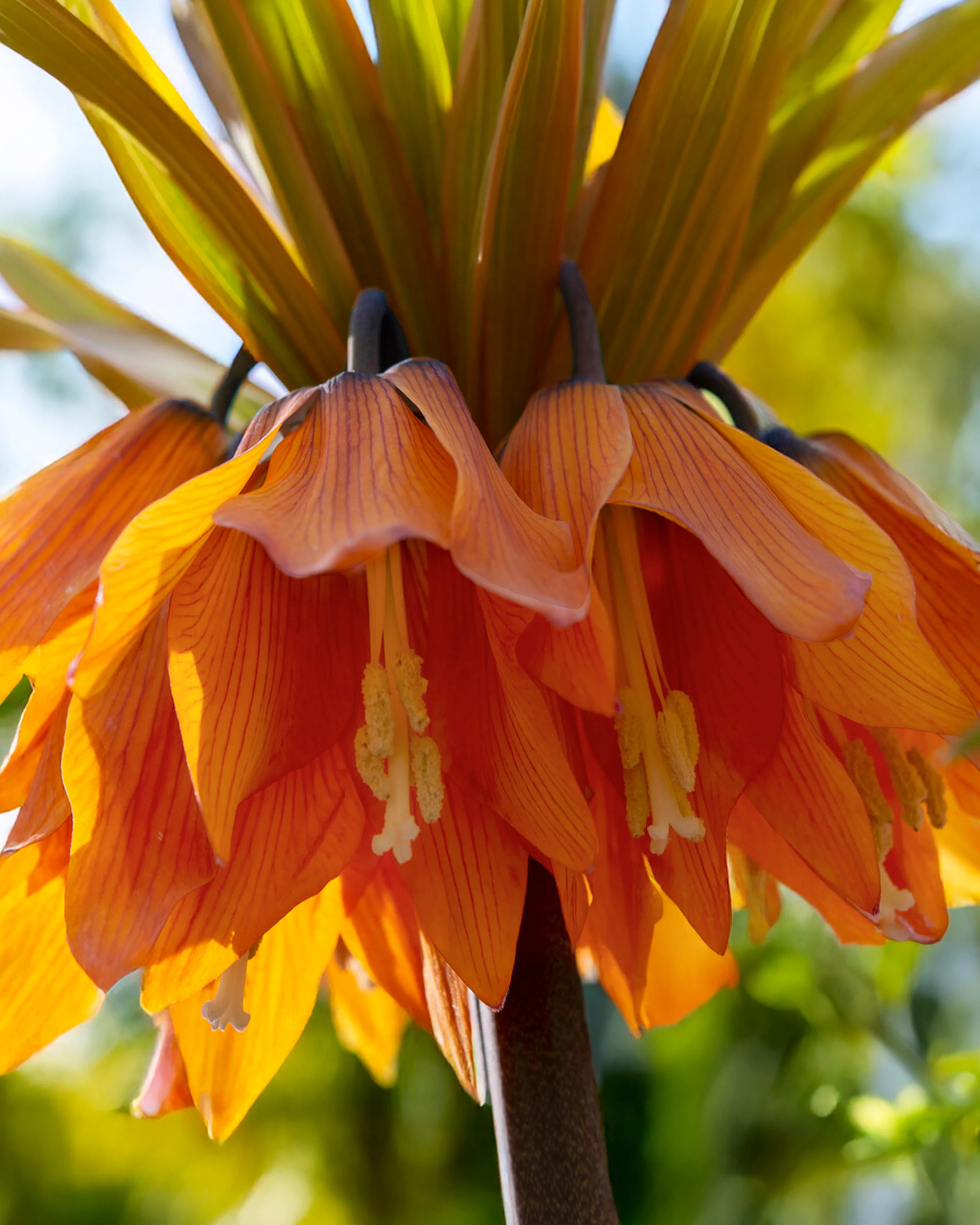 Fritillaria 'Sunset' - Image 5