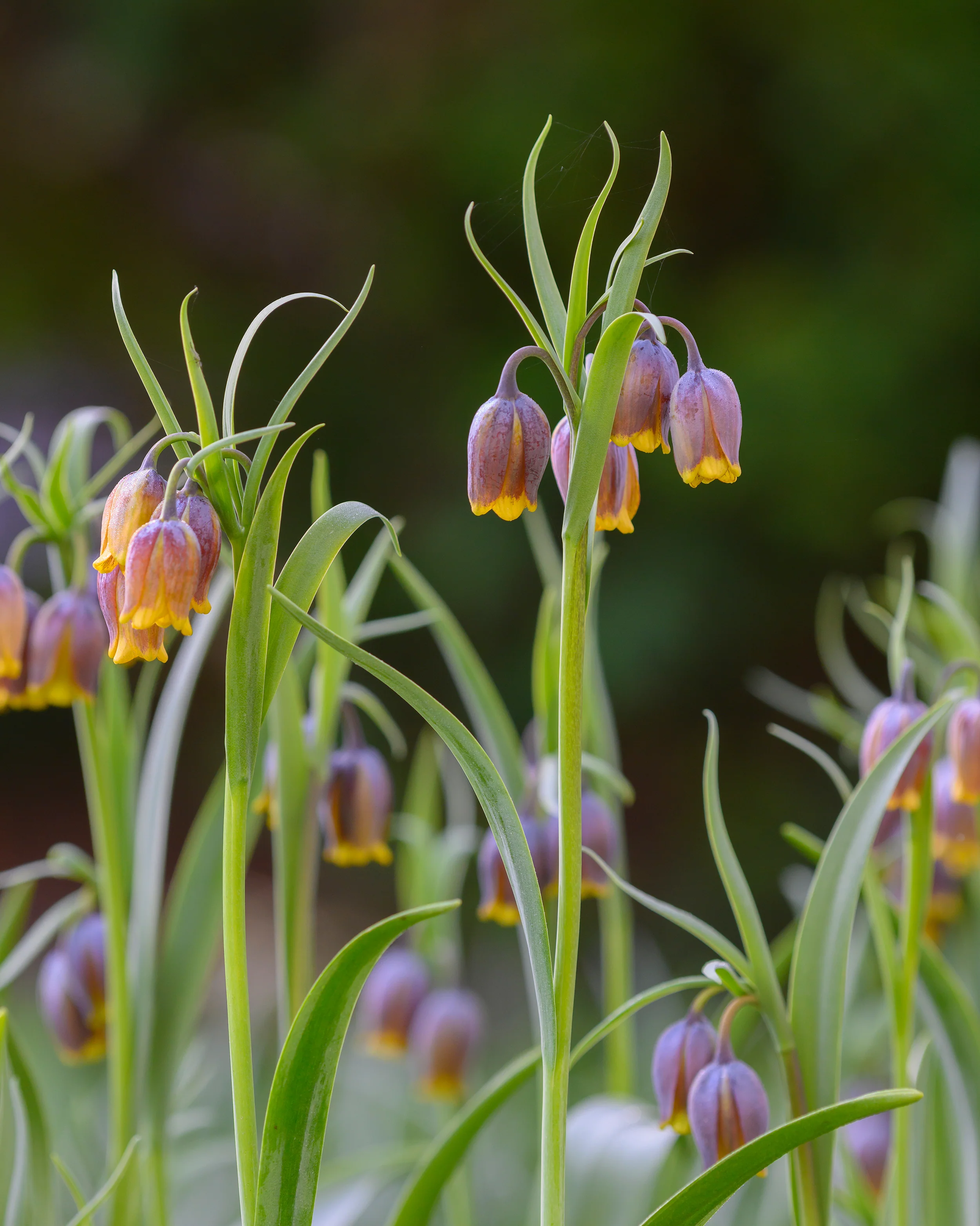 Fritillaria uva-vulpis - Image 3