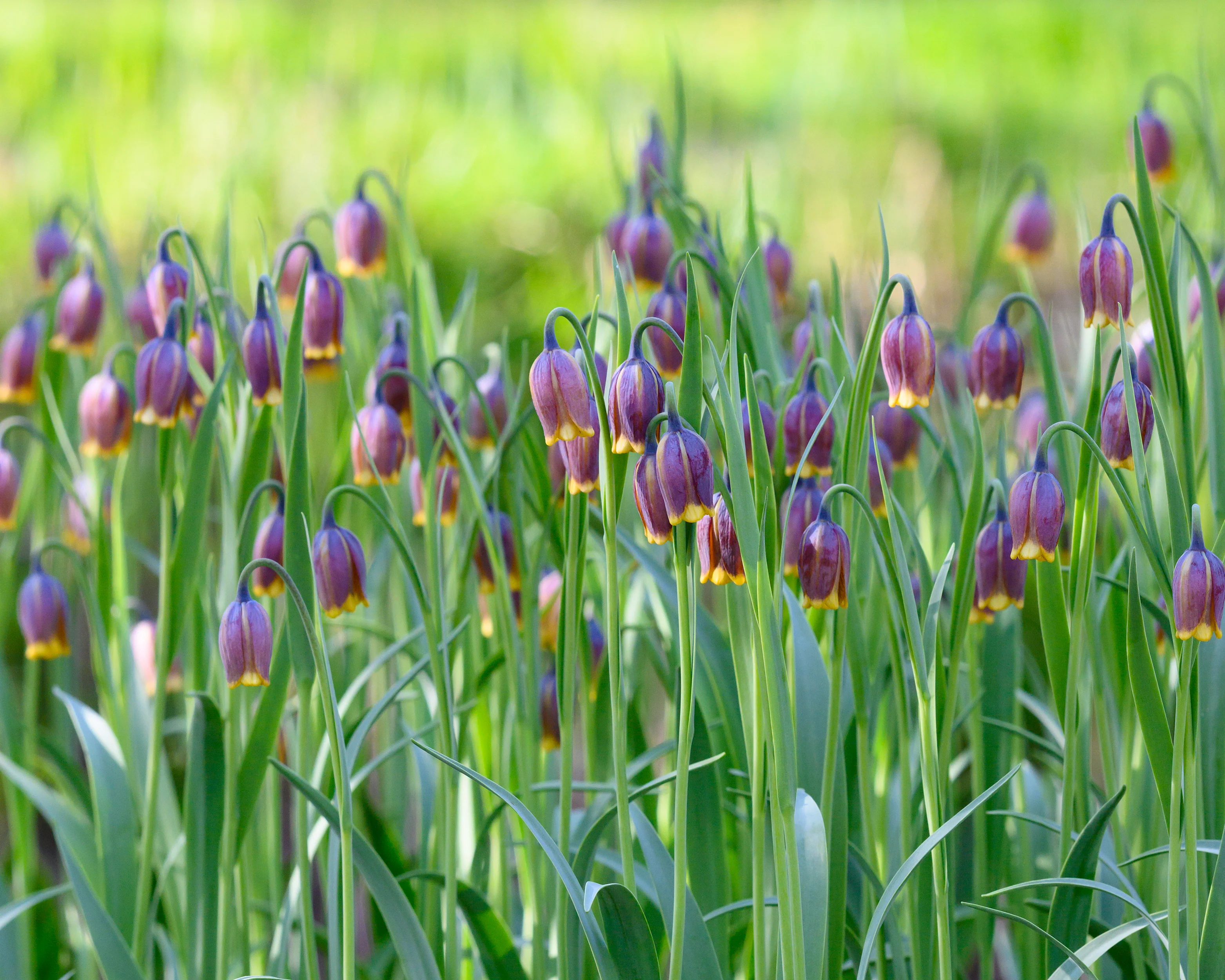 Fritillaria uva-vulpis - Image 4