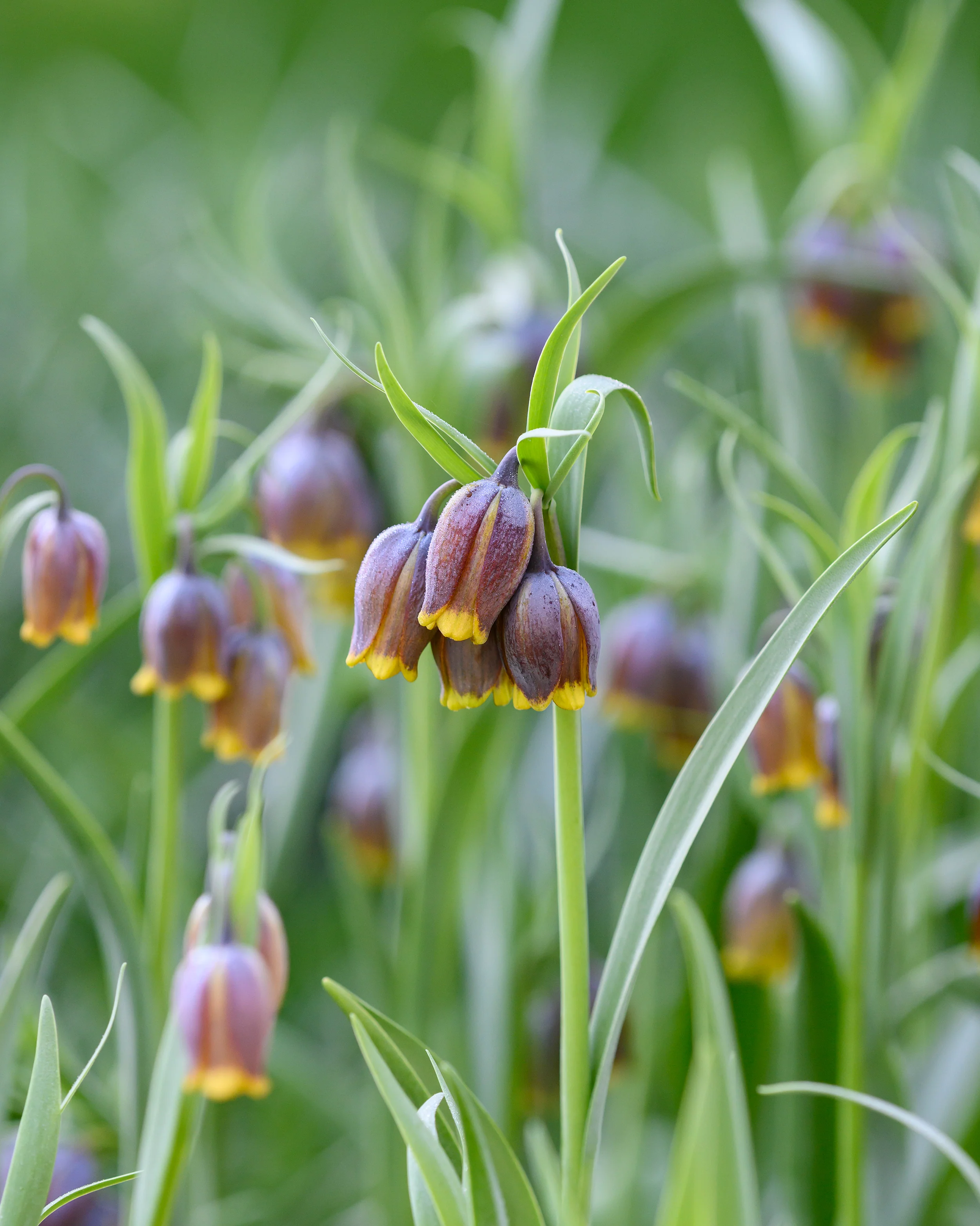 Fritillaria uva-vulpis - Image 5