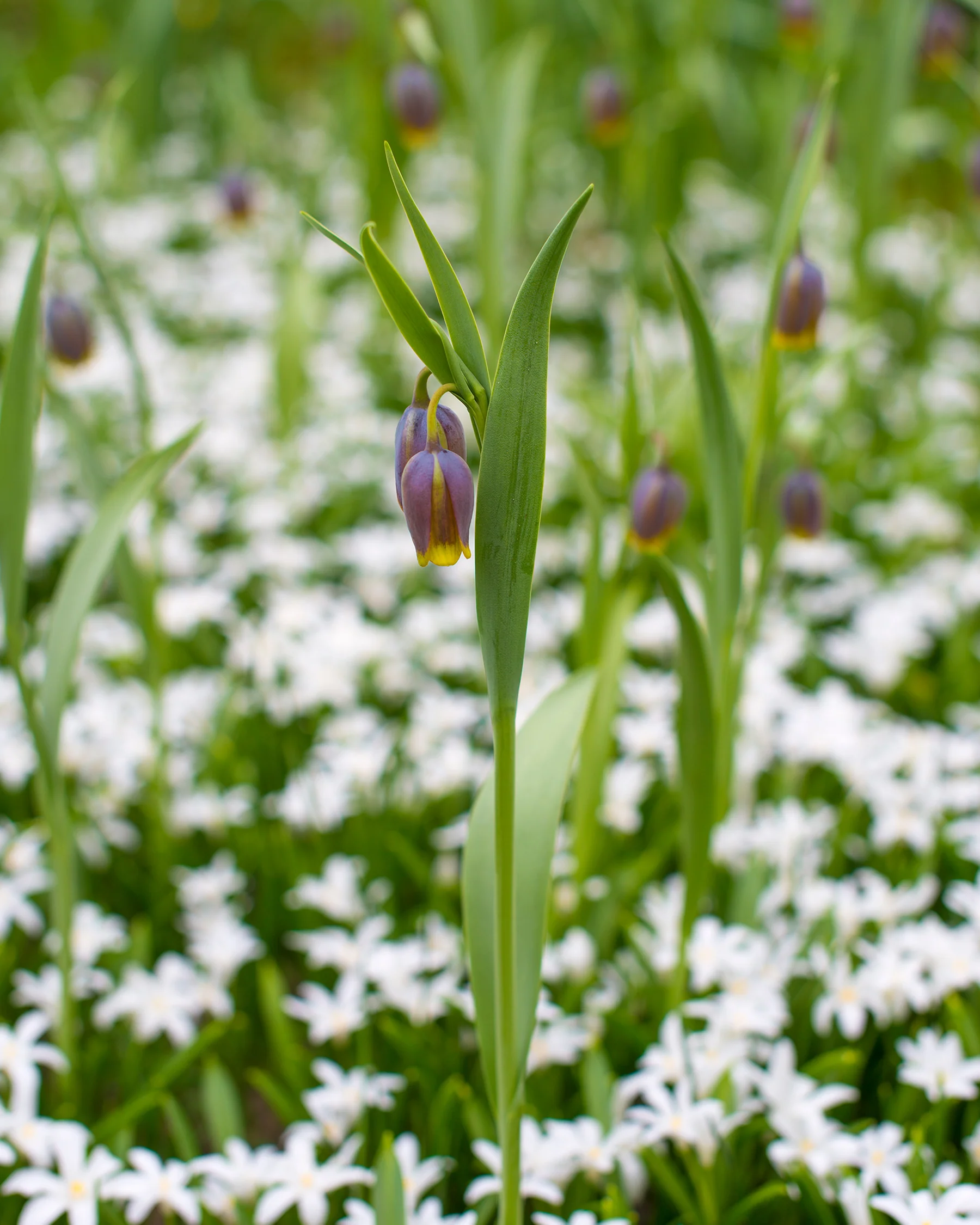 Fritillaria uva-vulpis - Image 6